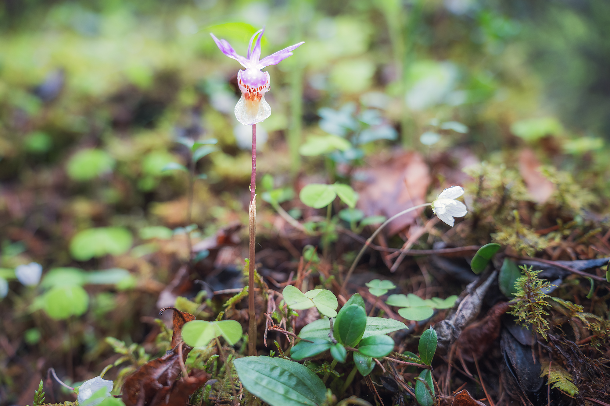 , Александр Ермолин