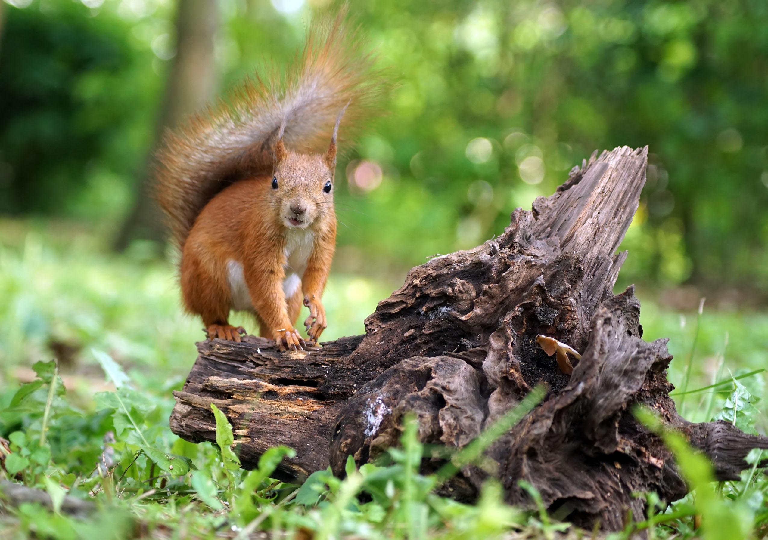 Белка, Чепленко Алексей