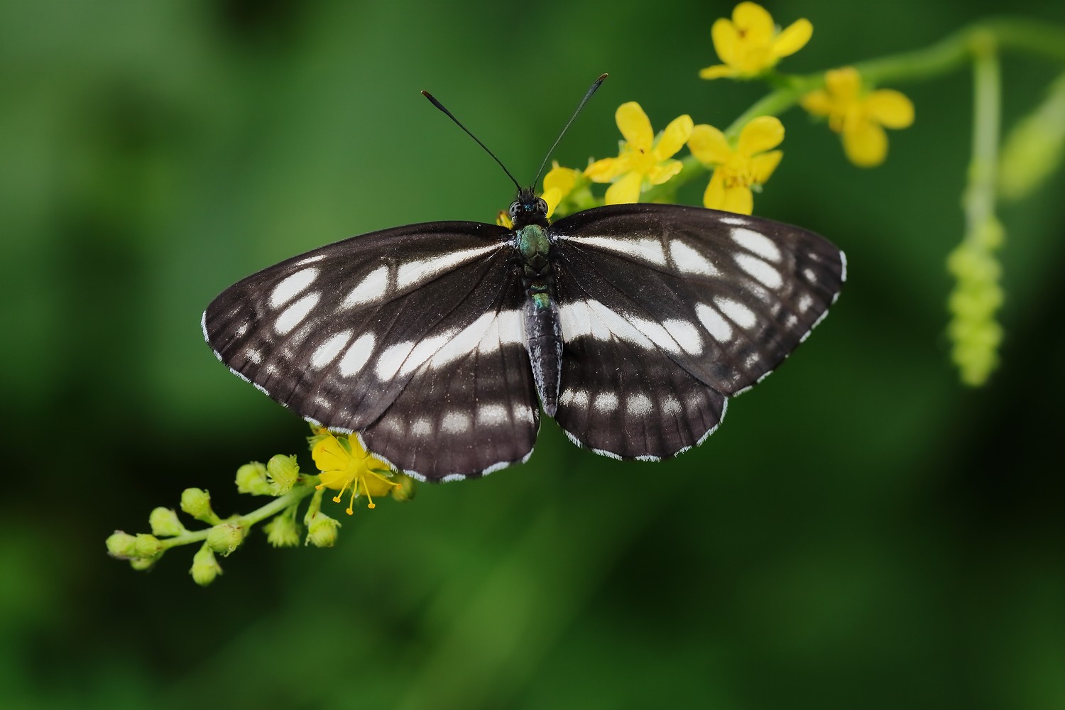бабочка пеструшка, Евгений Слободской
