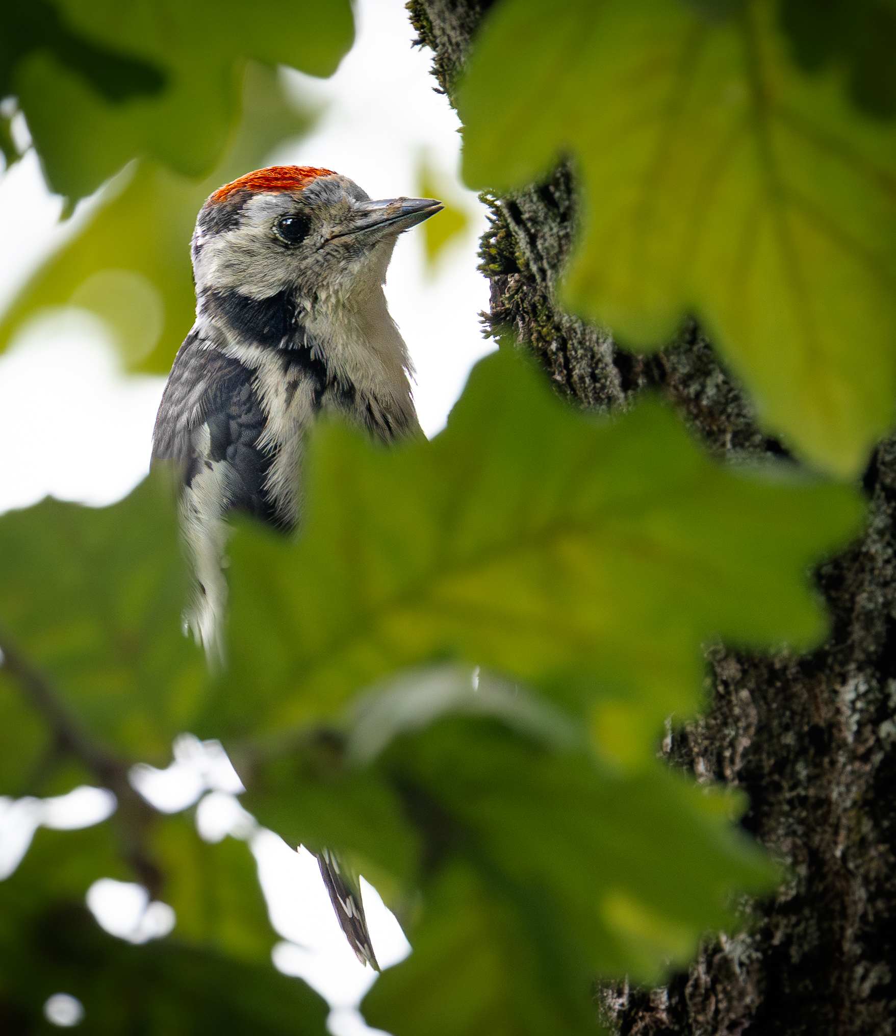 , Курлянцев Алексей