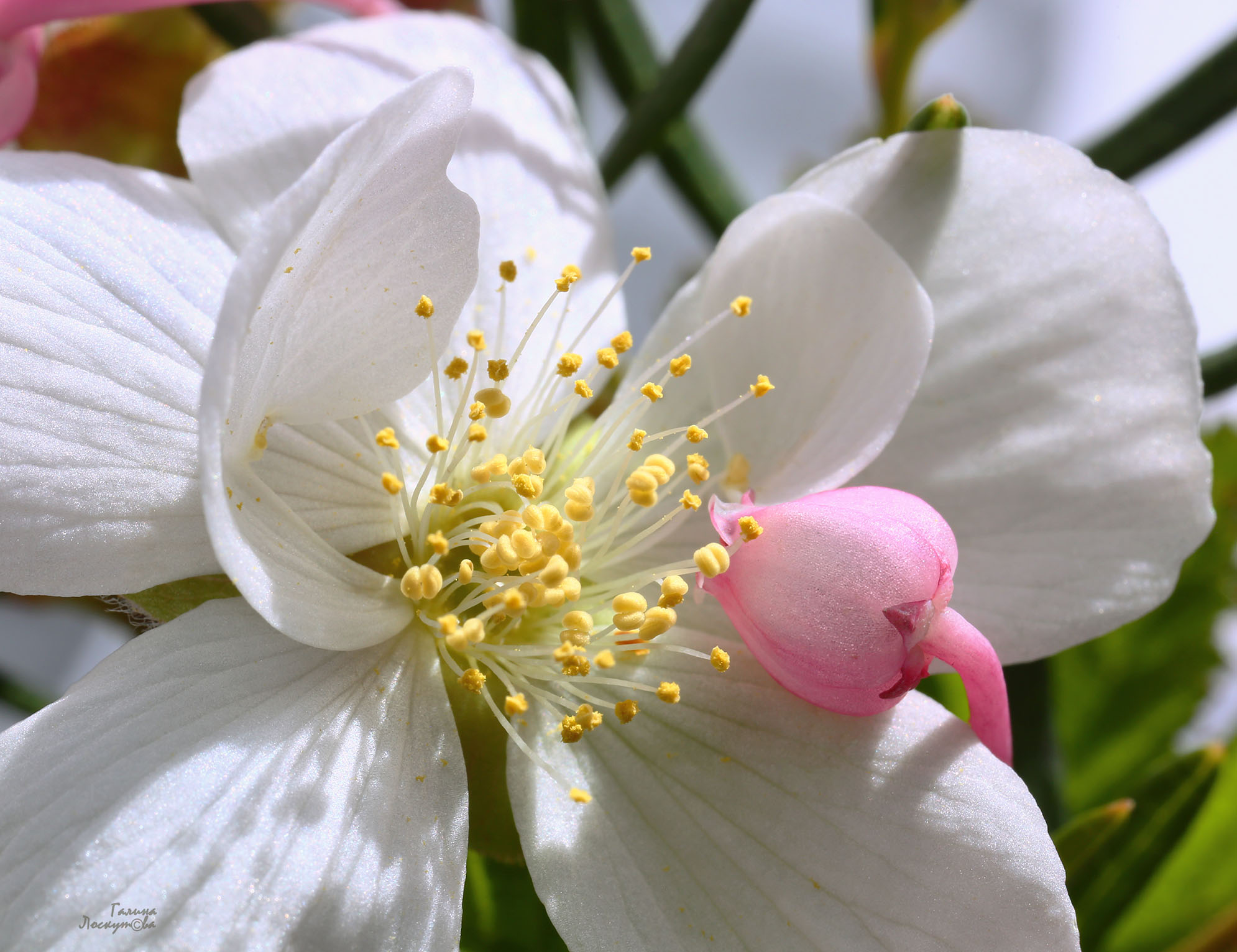 цветок морошки, цветок андромеды, тычинки, лепестки, Галина Лоскутова