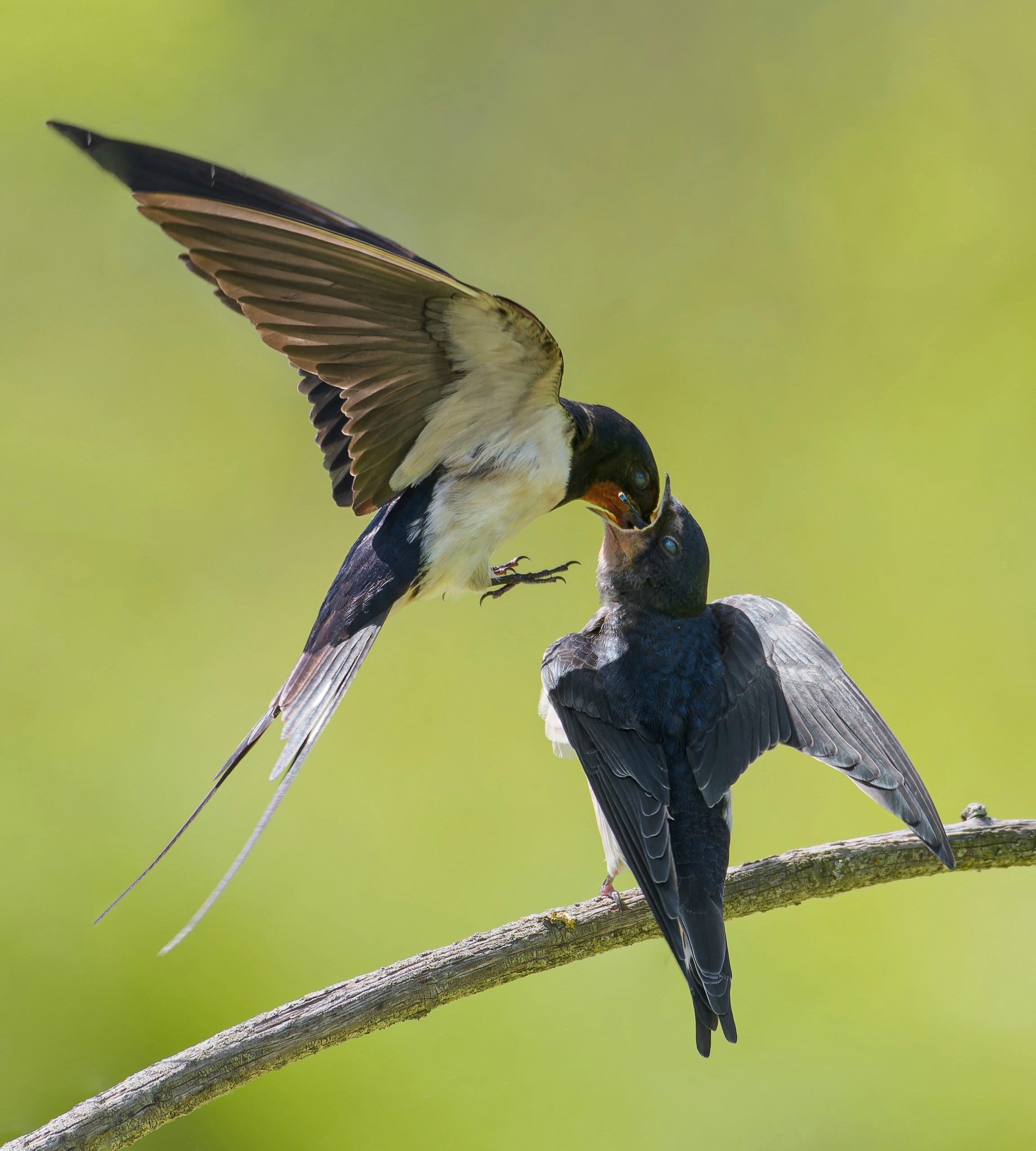 , Фото Александр