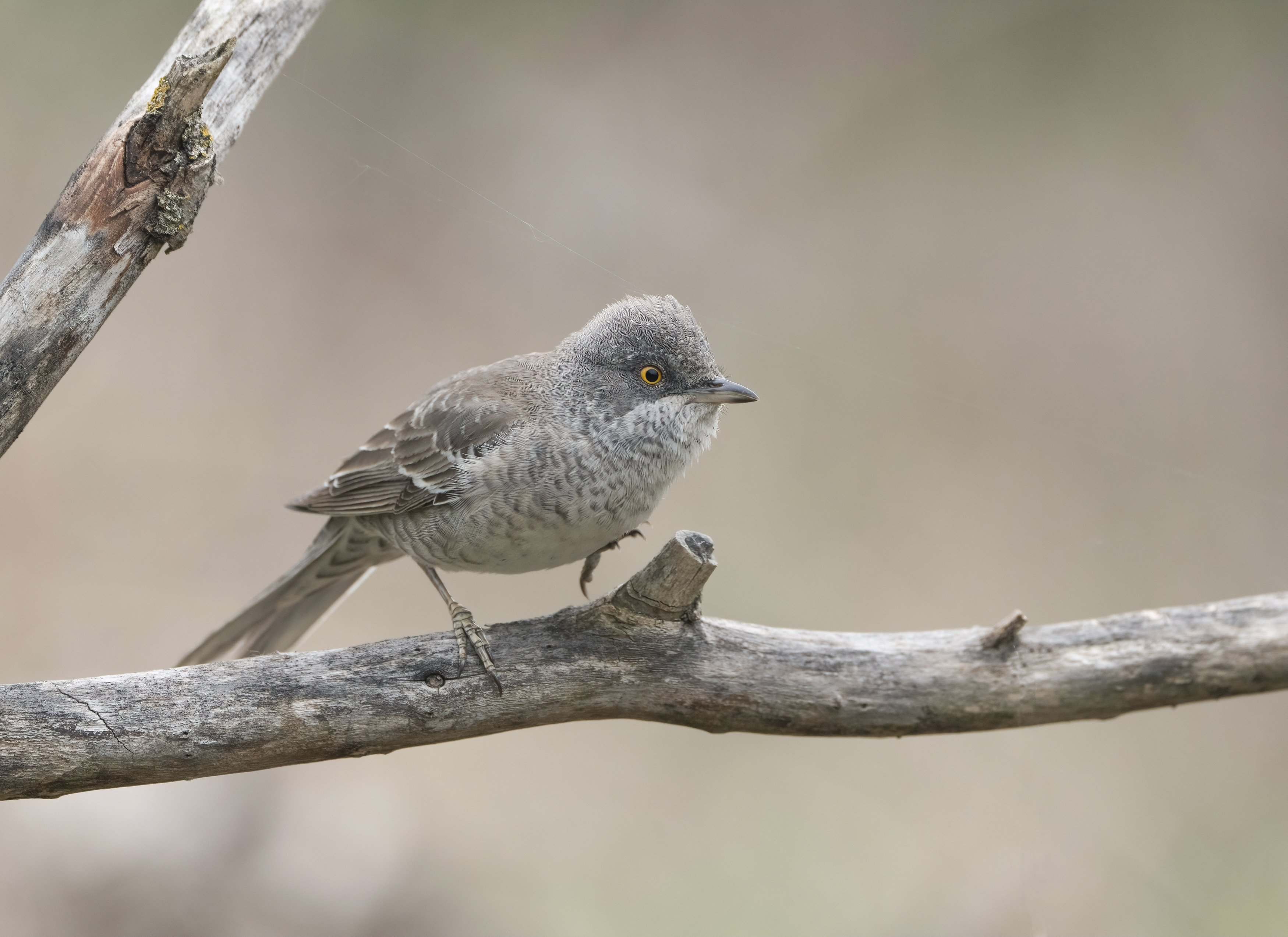 птицы,природа, лето, Андрей Киселёв
