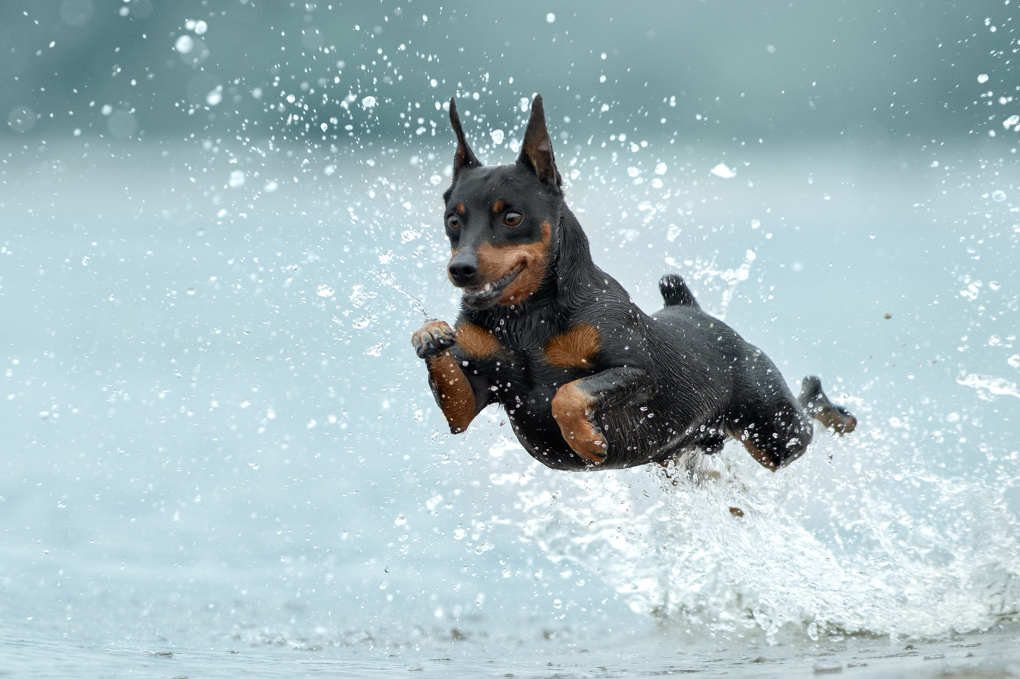 , Светлана Писарева