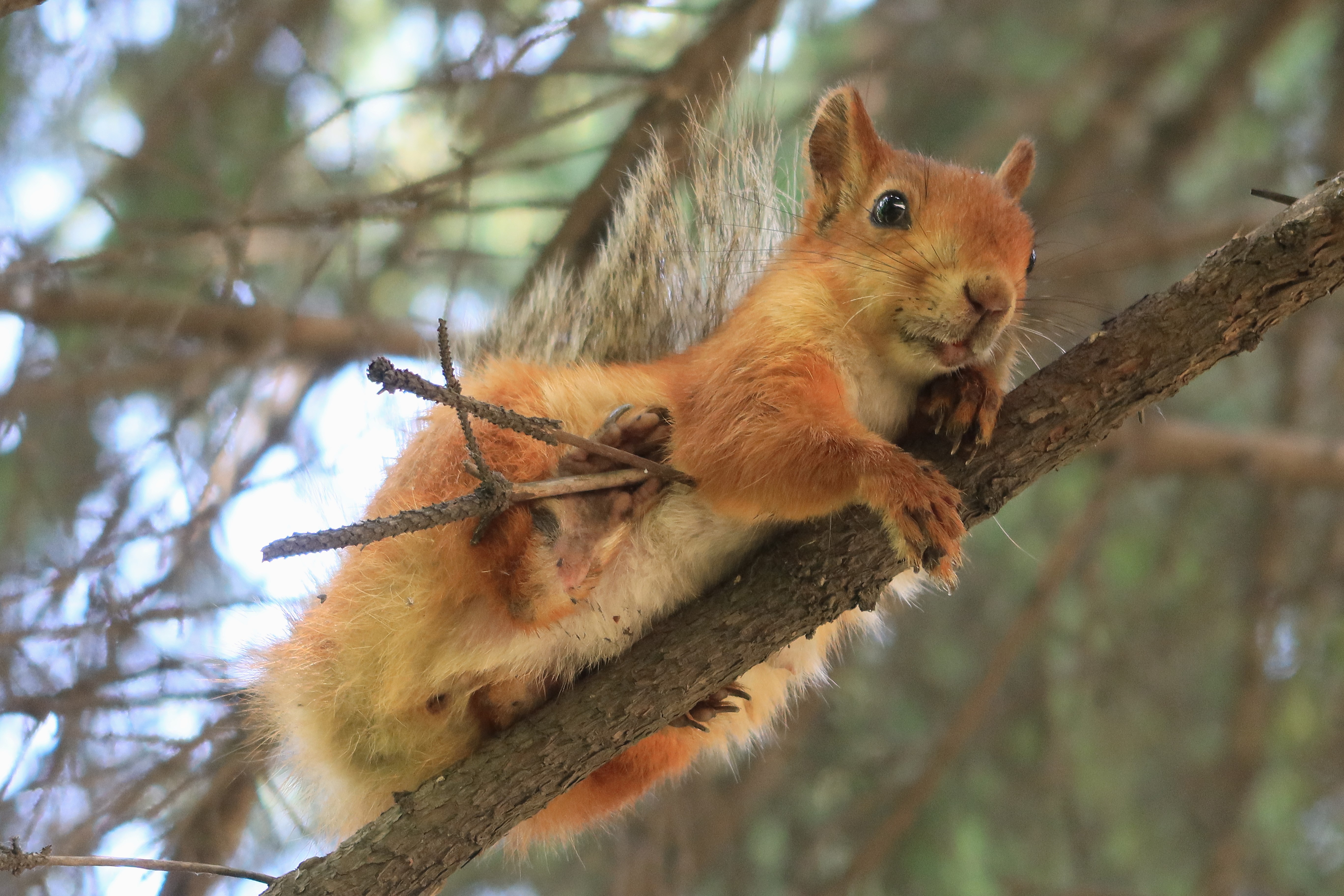 белка,ветви, Козлова Галина