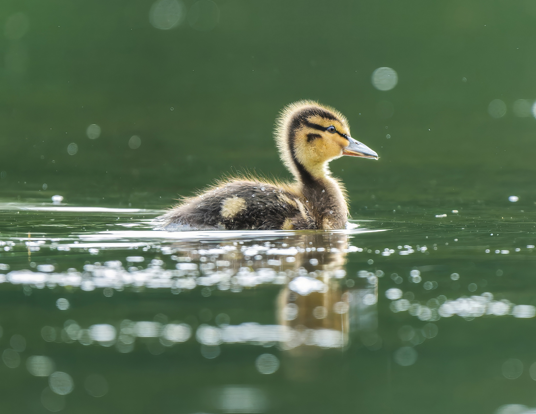 , Дэм Константин