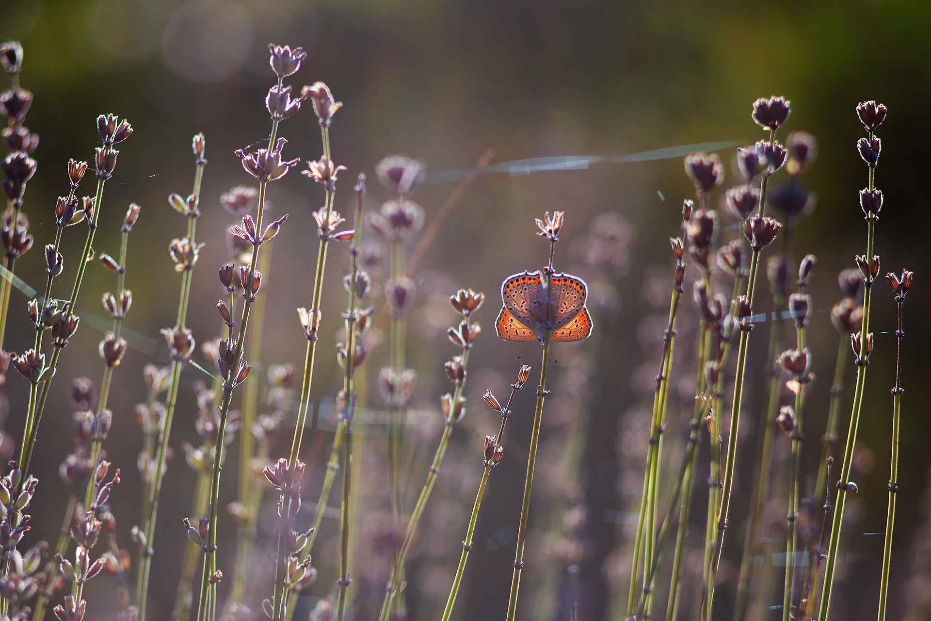 бабочка, Станка Петрова