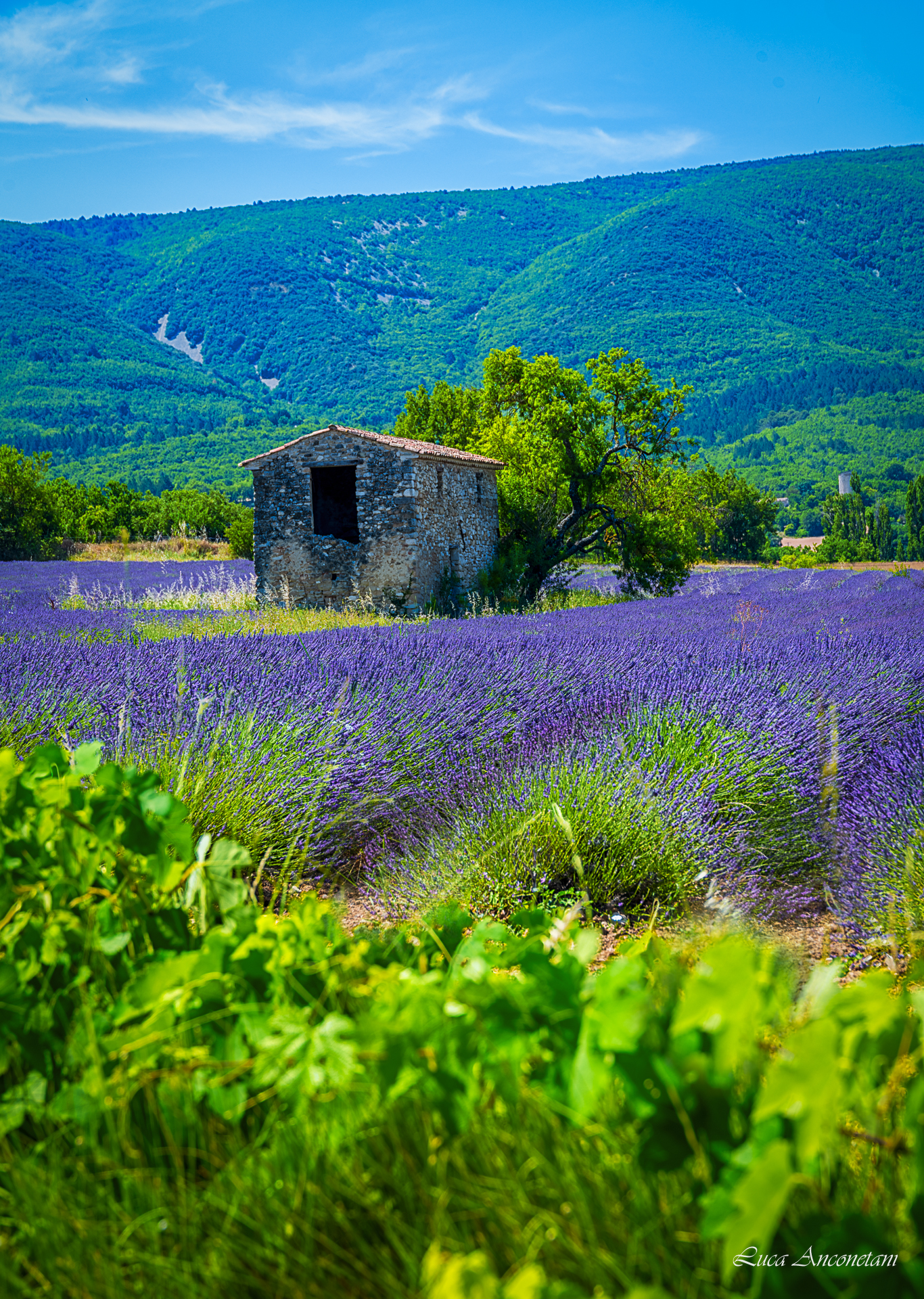 france provence lavender landscape nature field, Anconetani Luca