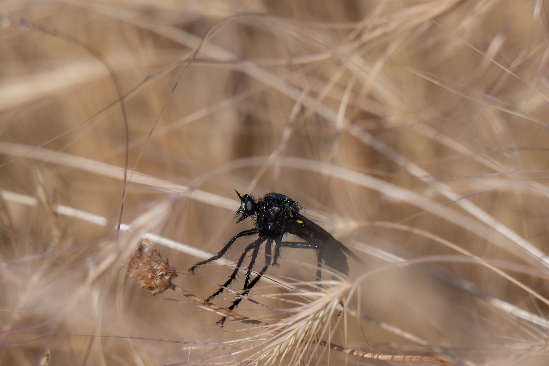 butterflies, insects, Sajkovski Dejan