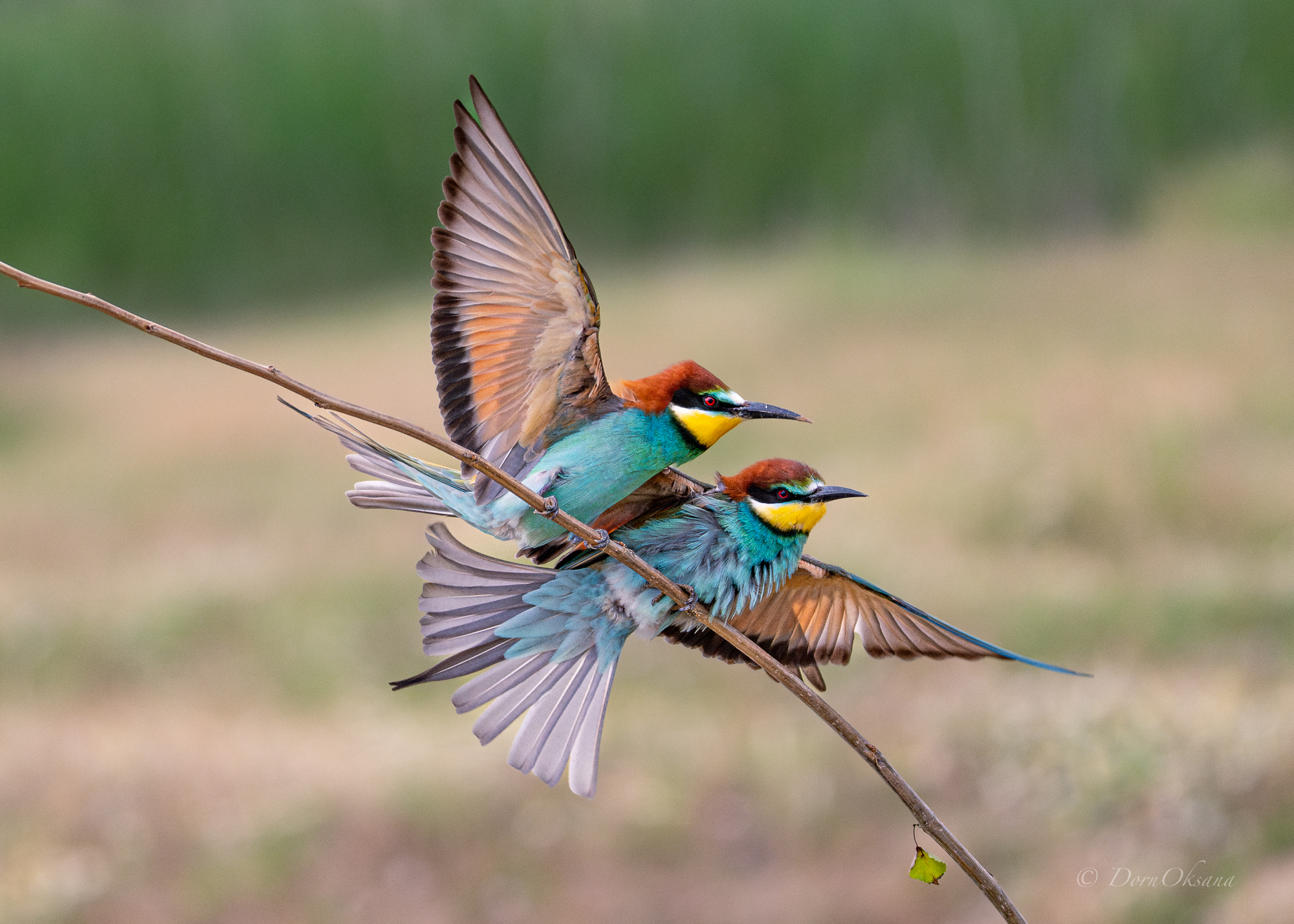 bee-eaters, birds, золотистые, щурки, пчелоеды, птицы, Дорн Оксана