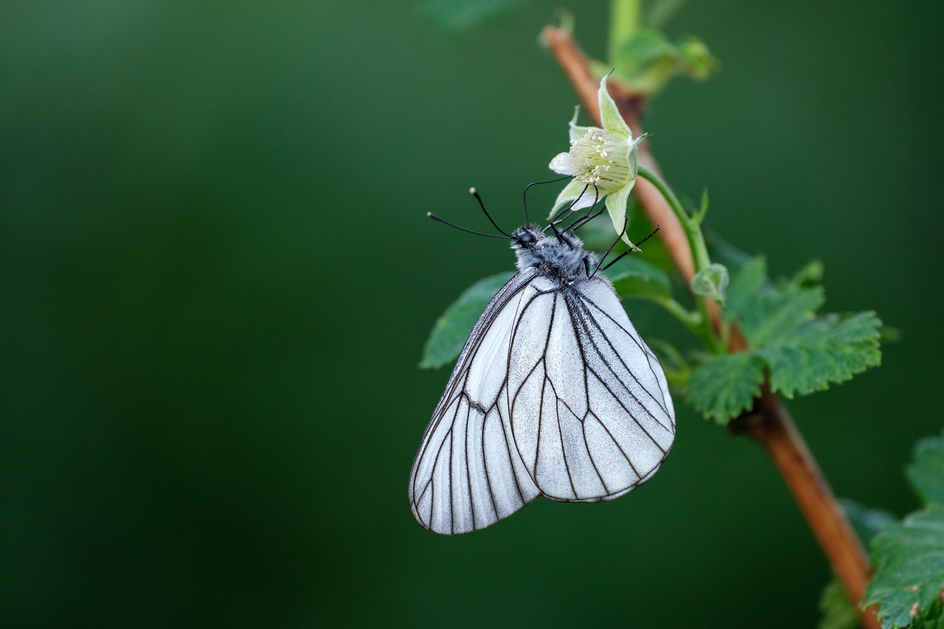 , Бодрягин Виталий