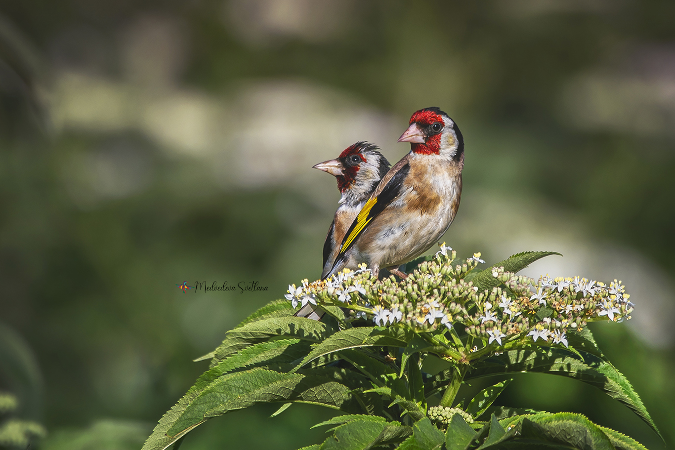 фотоохота, птица, щегол, черноголовый щегол, Медведева Светлана