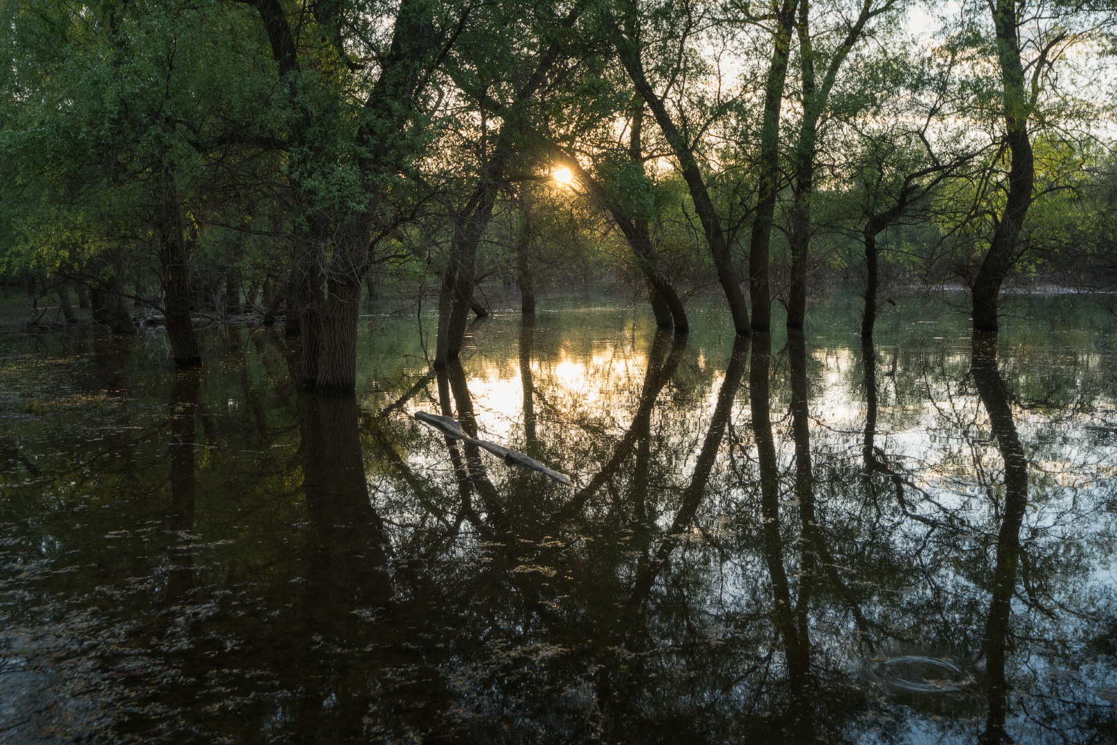 , Алексей Проняхин