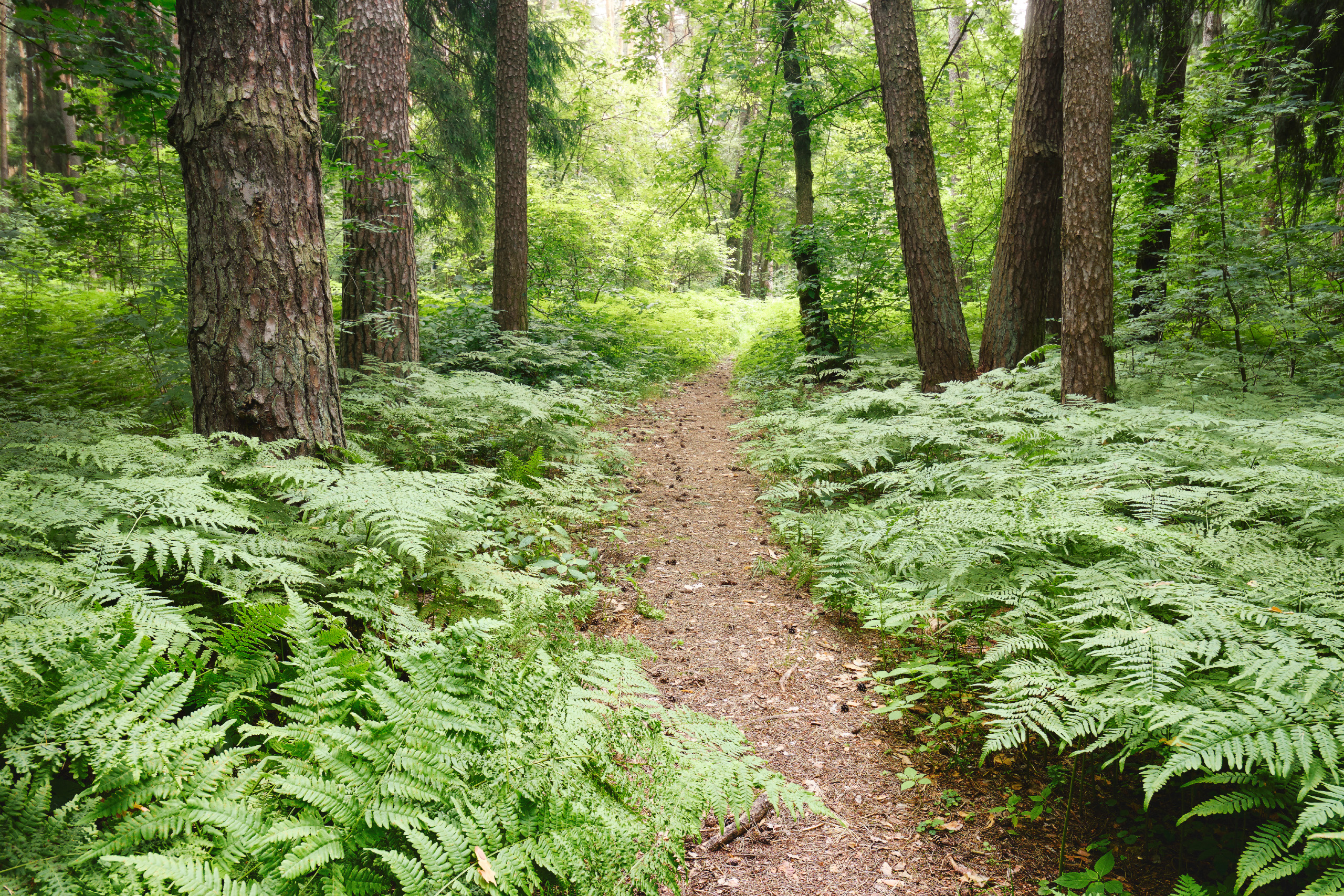 лес, деревья, листва, свет, Валерий Вождаев