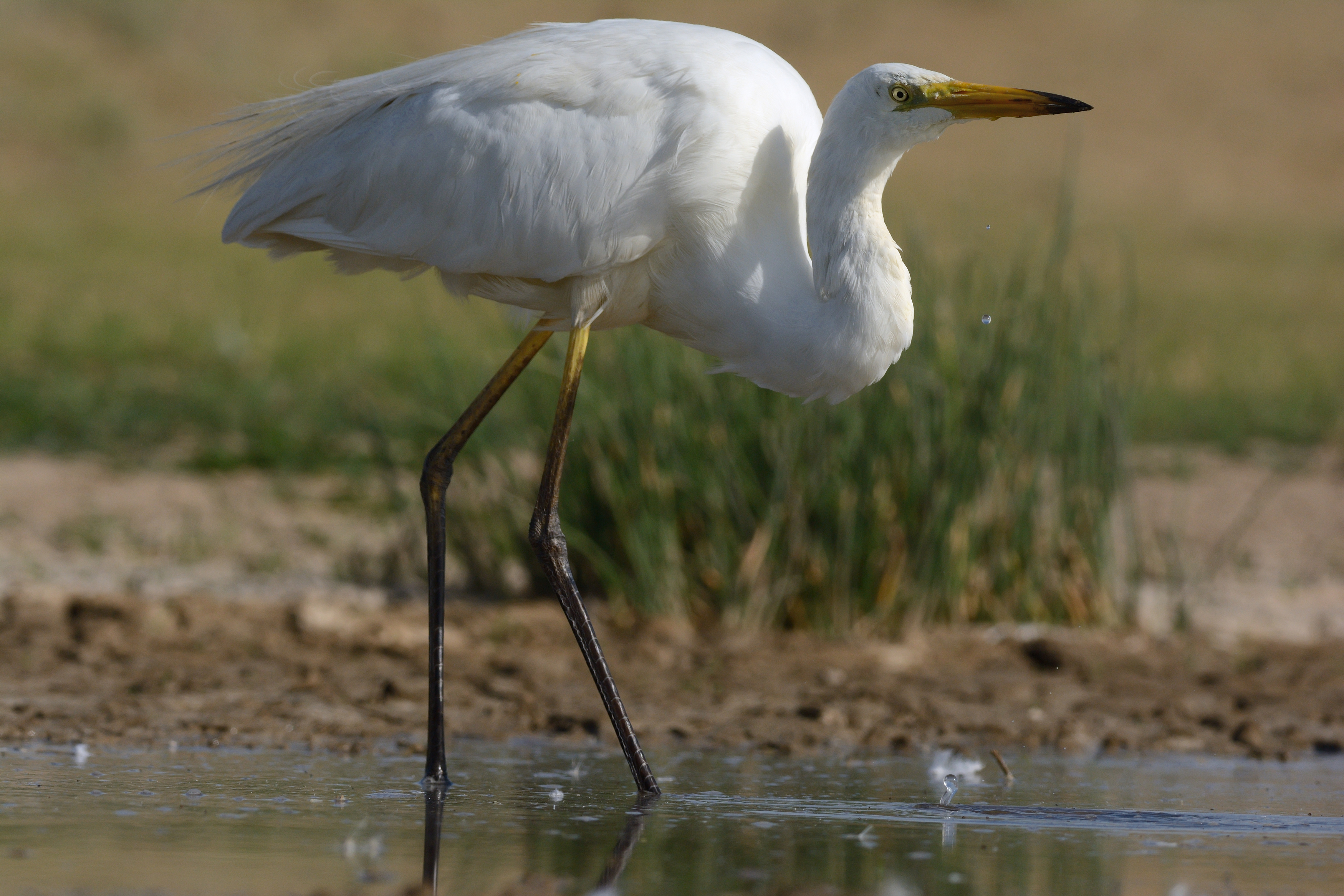 Большая белая цапля, Сергей Шкарупо