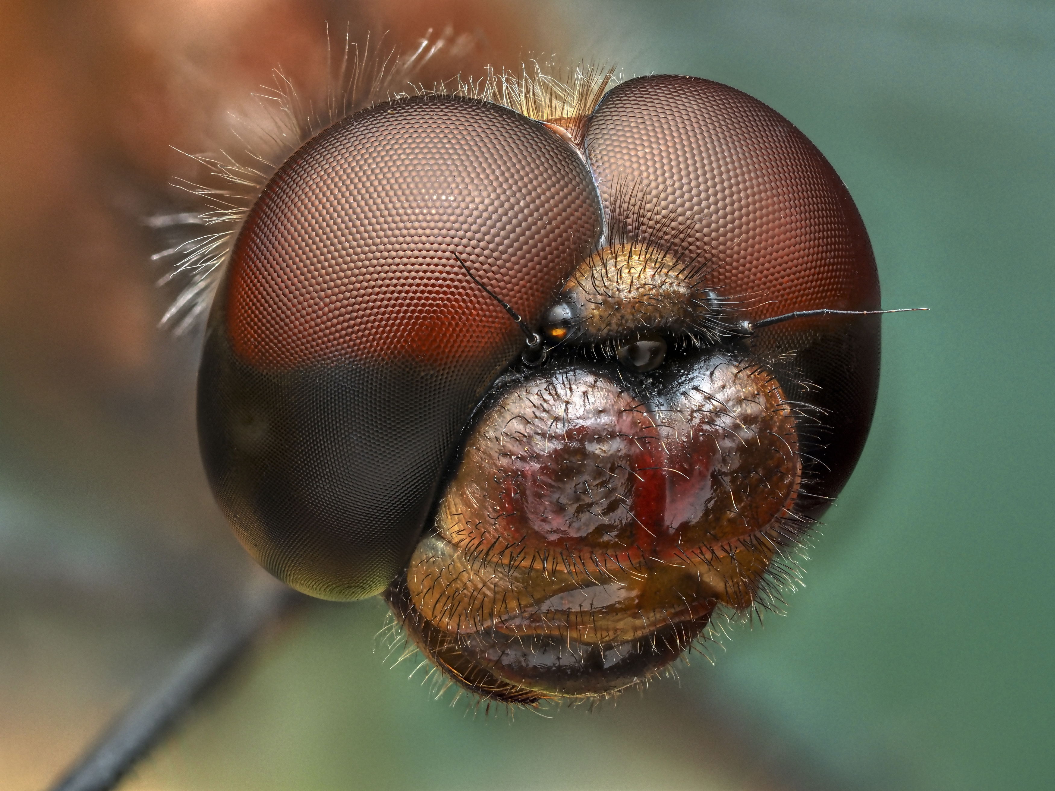 , Олег Савицкий