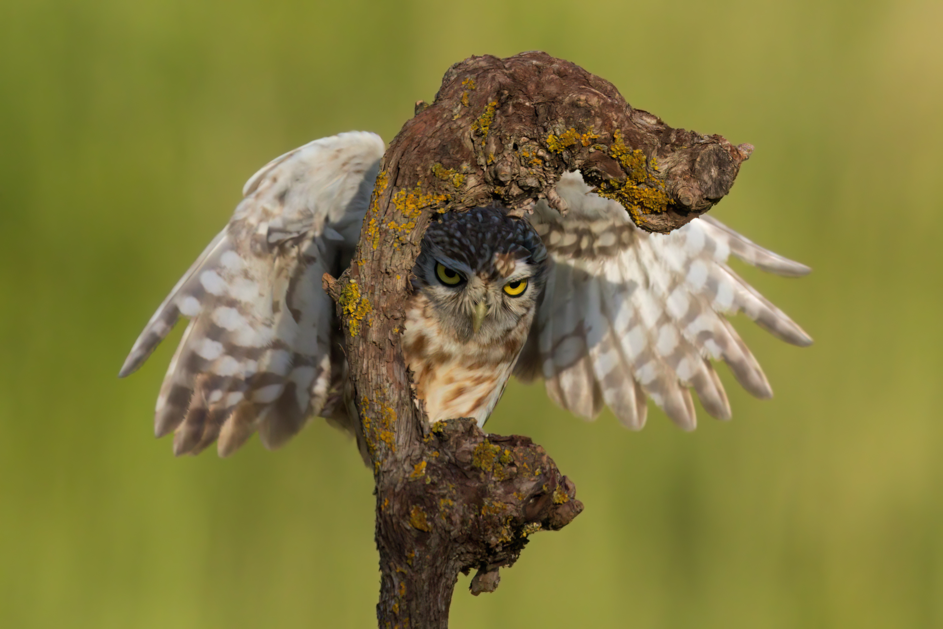 , Фруман Евгений