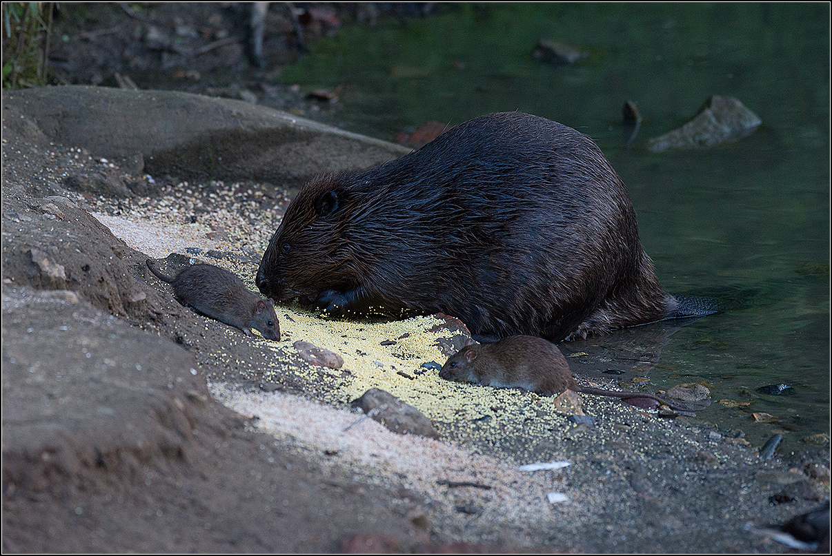 москва, июнь, парк, пруд, бобр, крысы, АНАТОЛИЙ ДОВЫДЕНКО