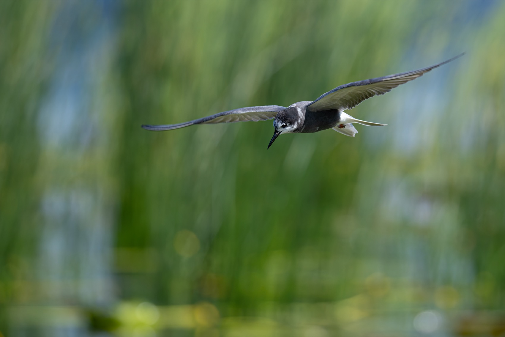 черная крачка, крачка, чайка, птицы, Руслан Pl