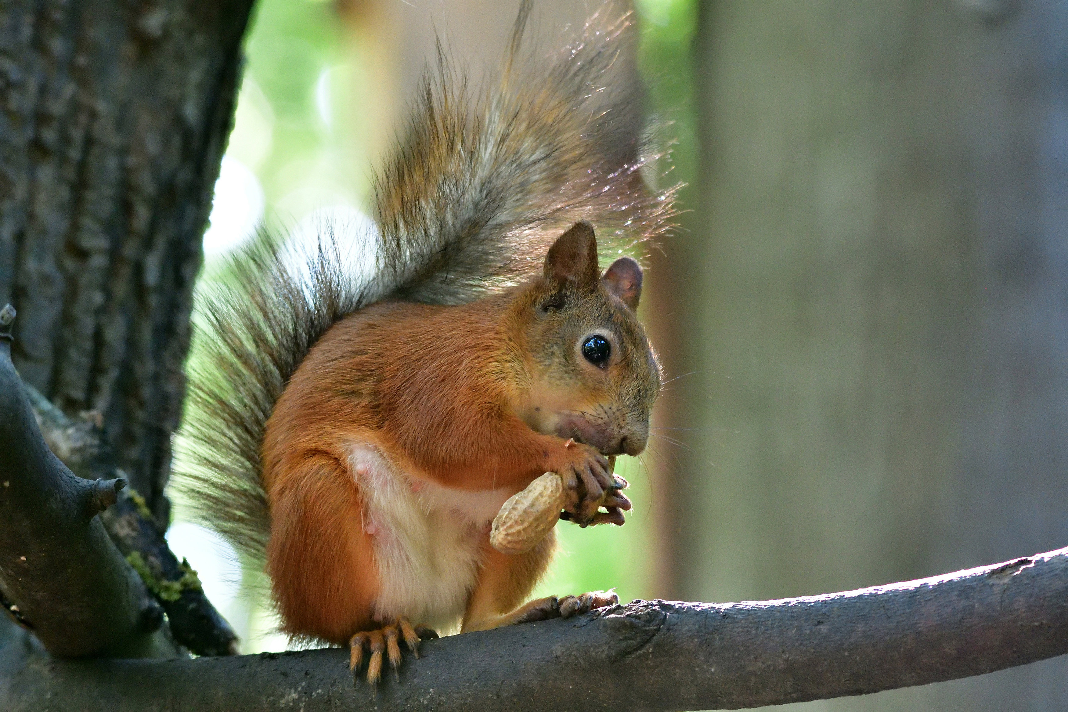 , Корнейчук Игорь
