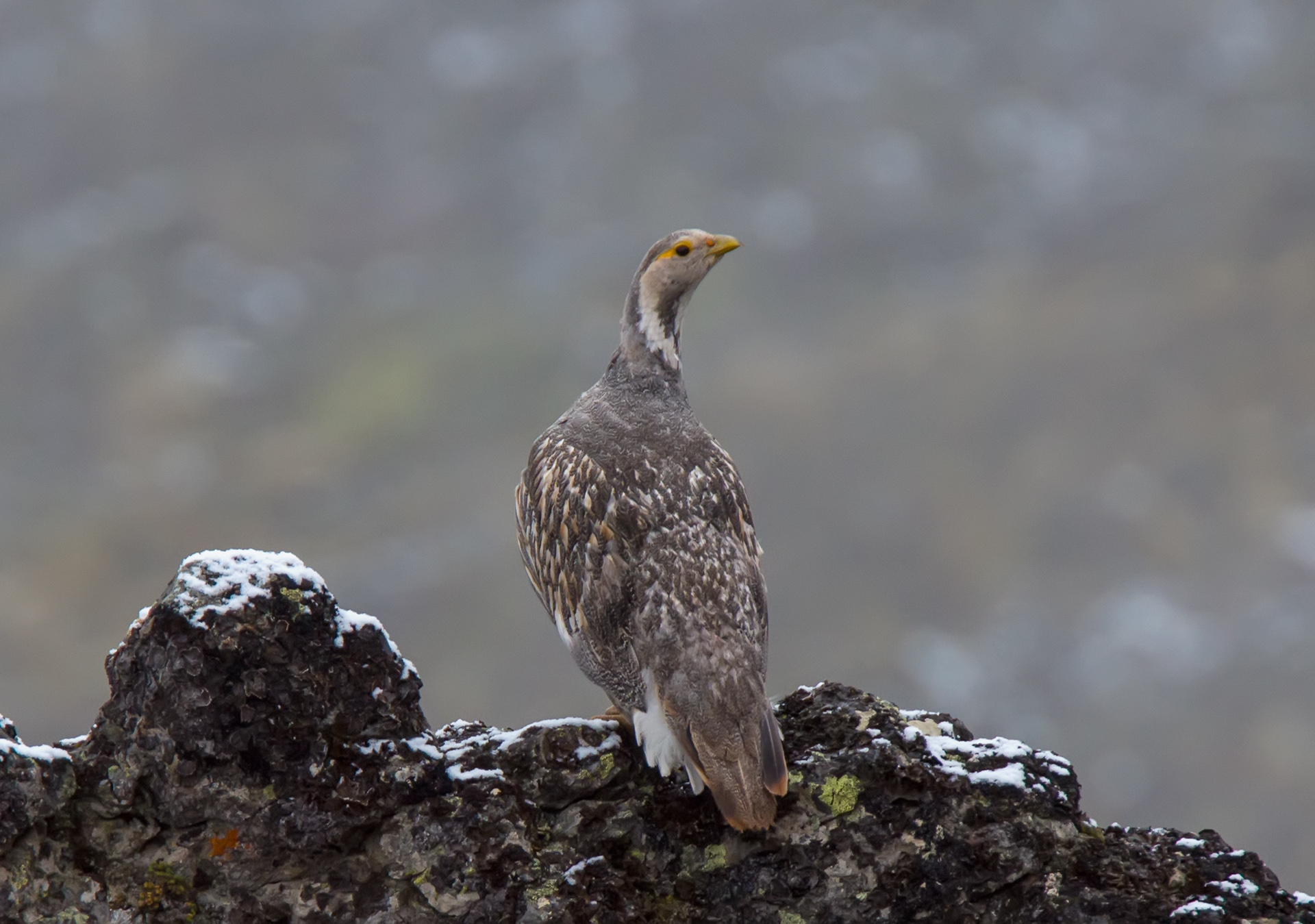 улар, кабардино-балкария, Хасан Журтов