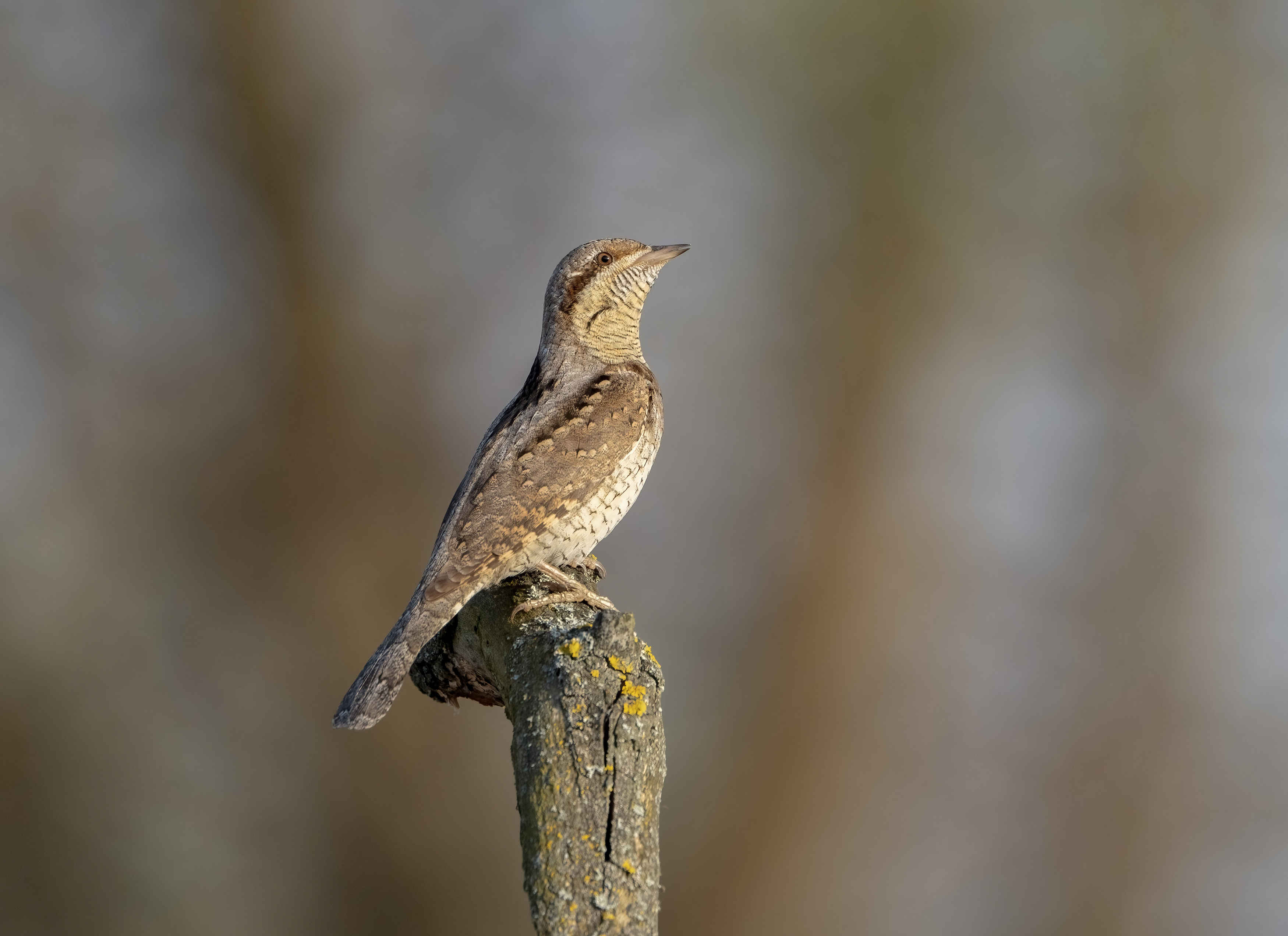 птицы,природа, лето, Андрей Киселёв