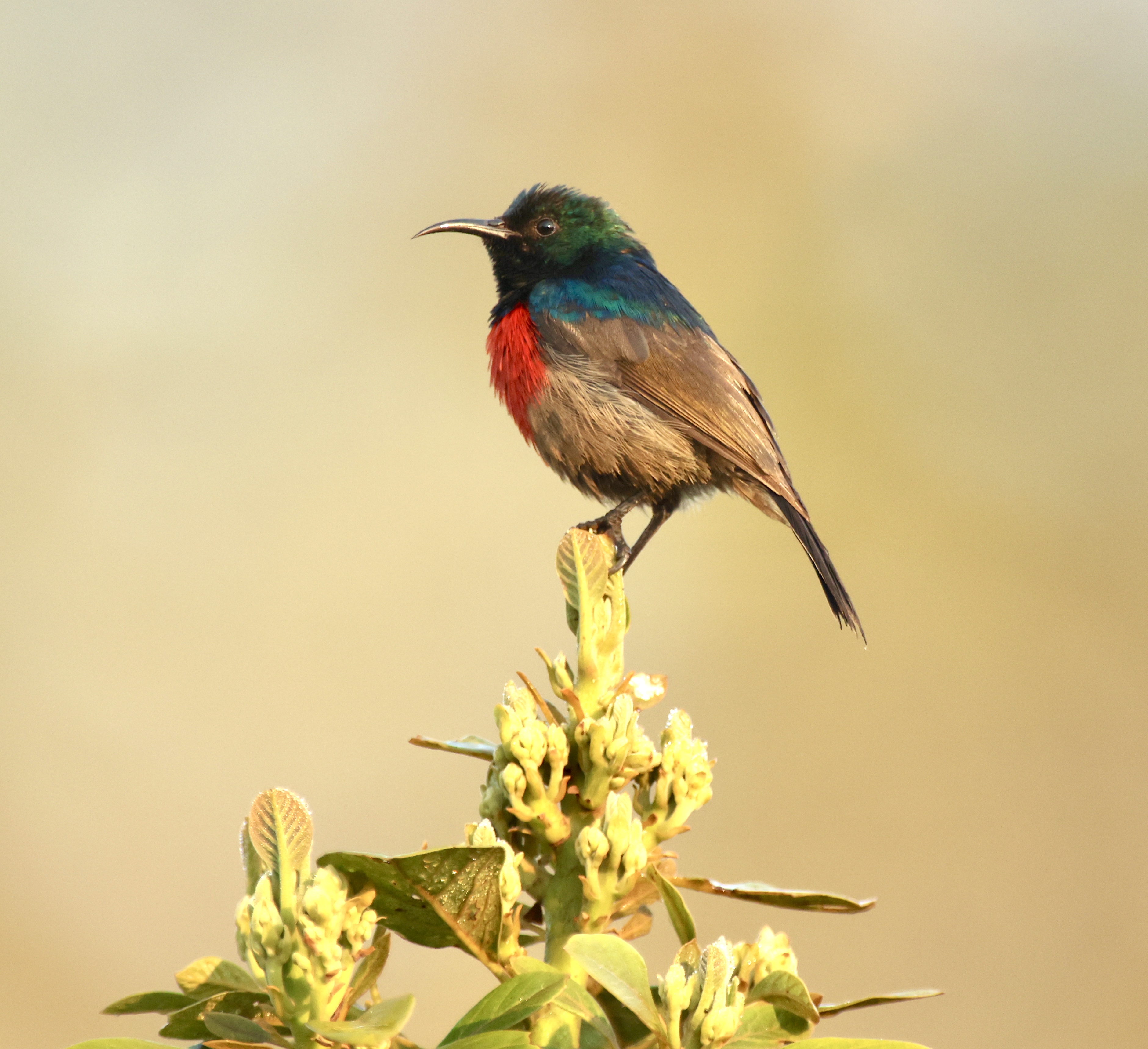 , Голубков Леонид