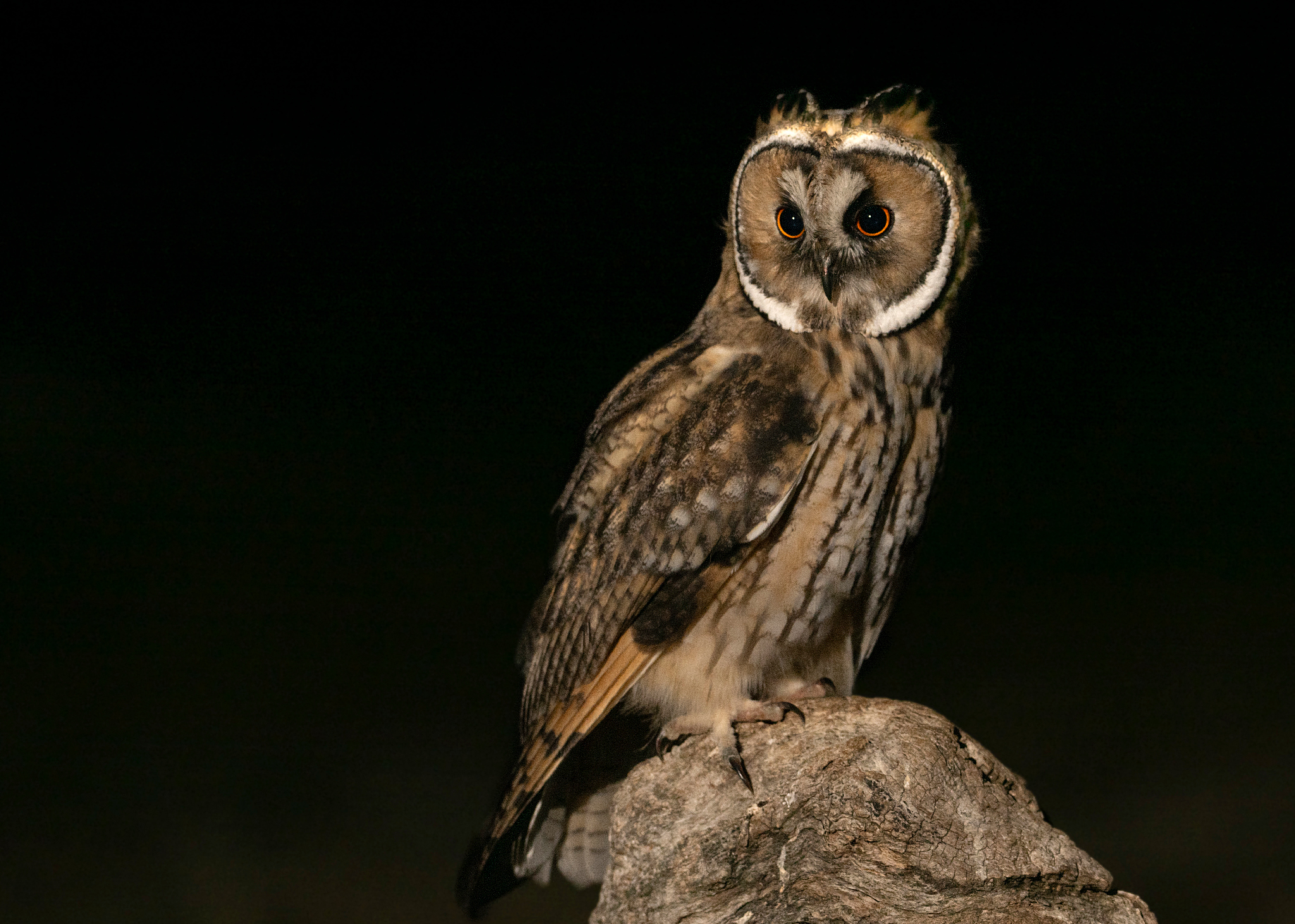 , Мартин Попов