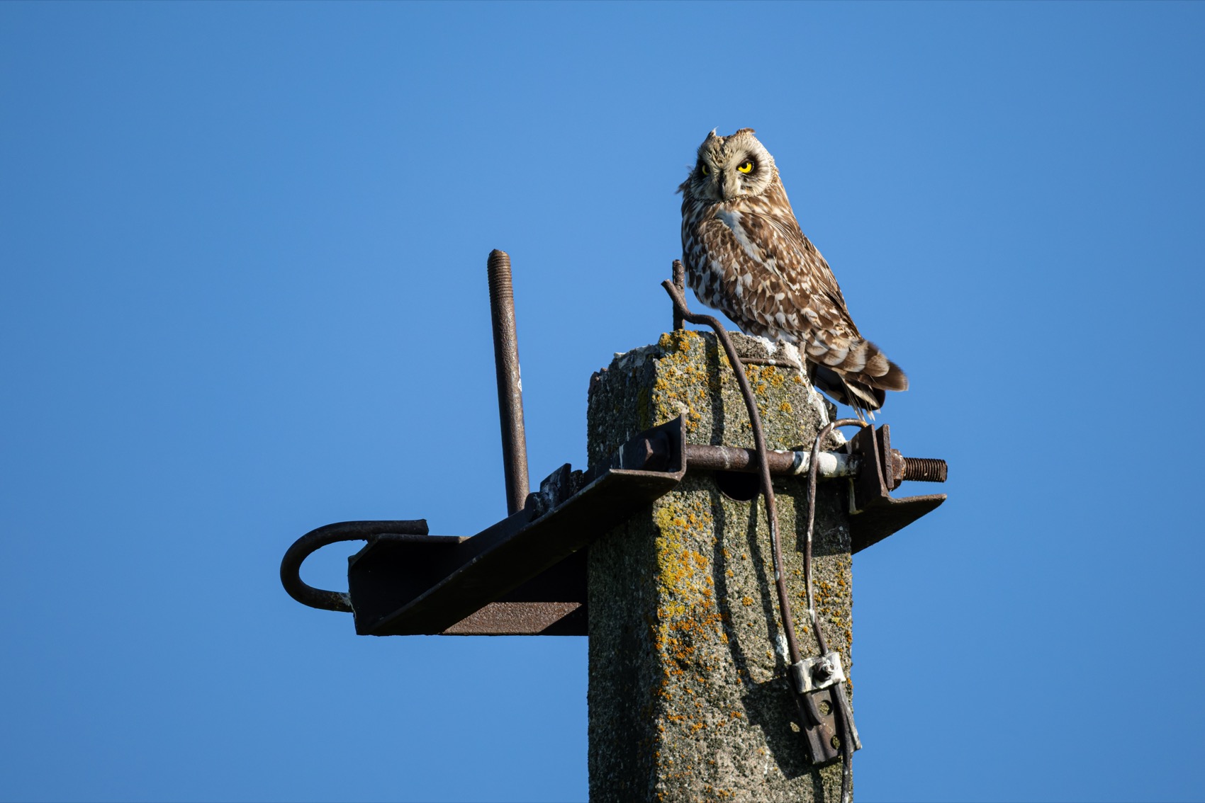 болотная сова, сова, птицы, Руслан Pl
