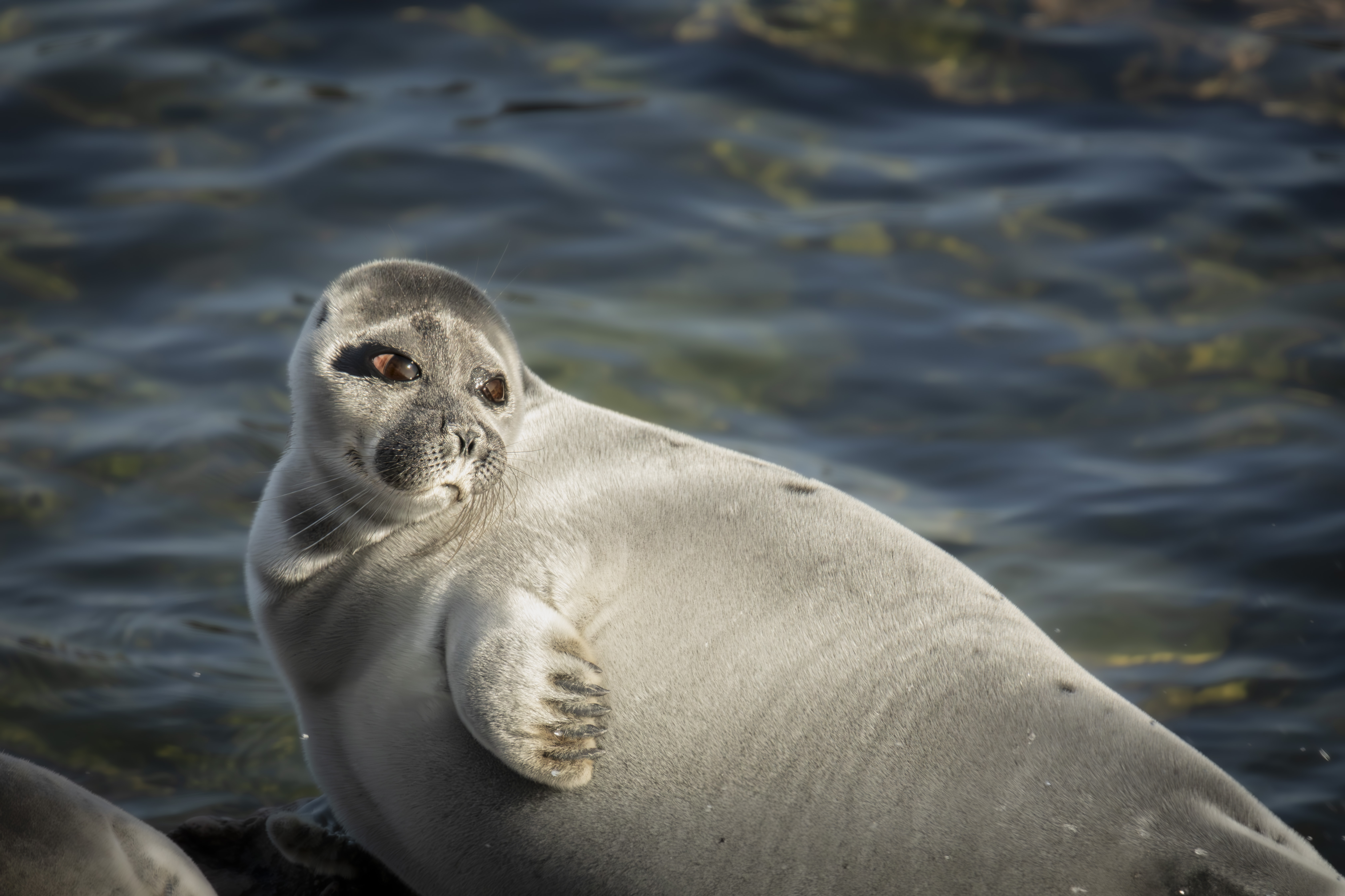 , Лаврентьев Александр
