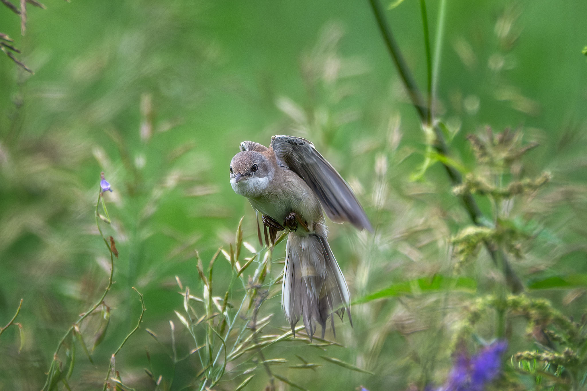пермский край, птицы, славка, серая славка, фотоохота, Кузнецов Кирилл