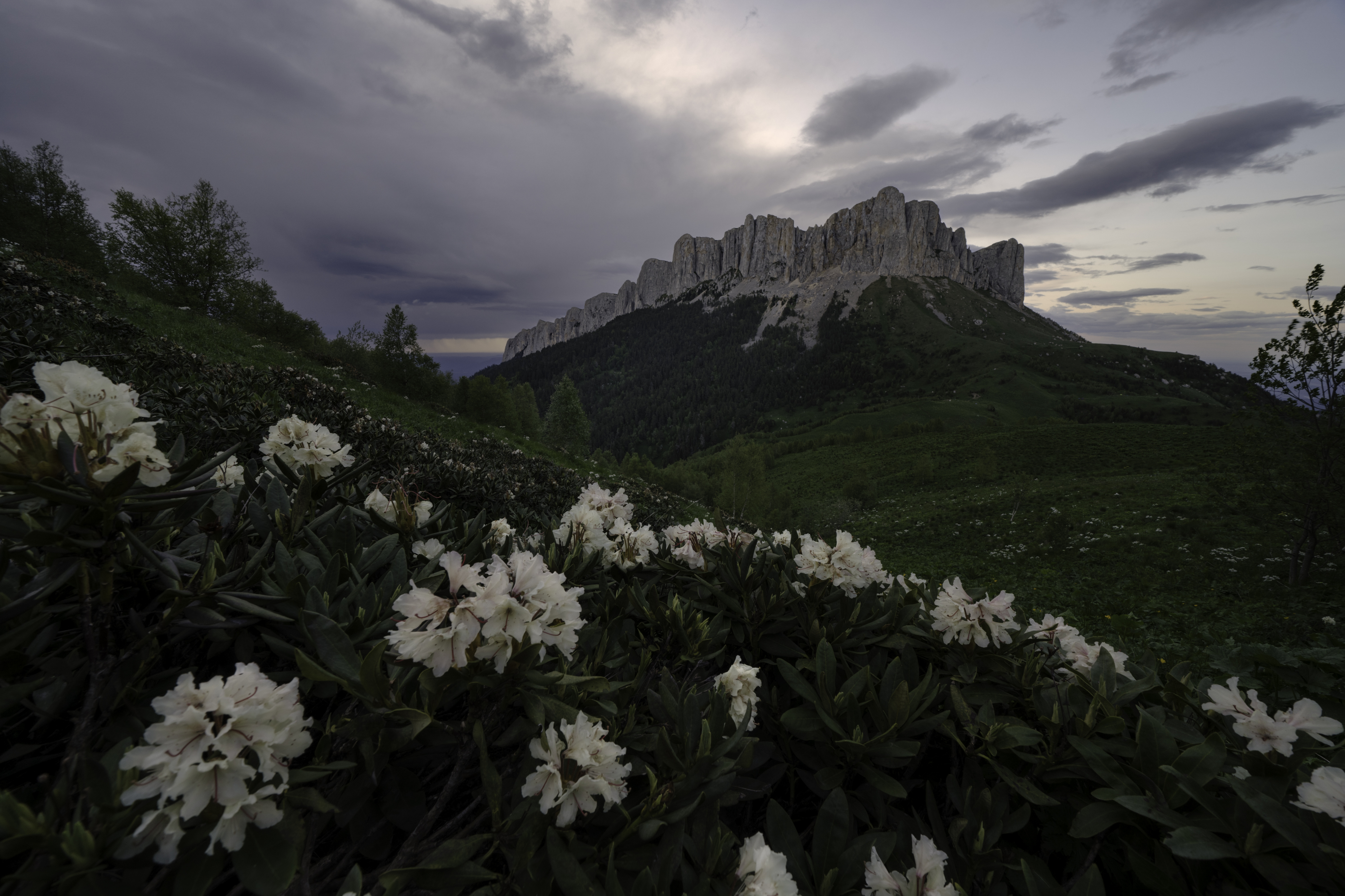 россия, республика адыгея, большой тхач, рододендроны, Гаврилов Юрий