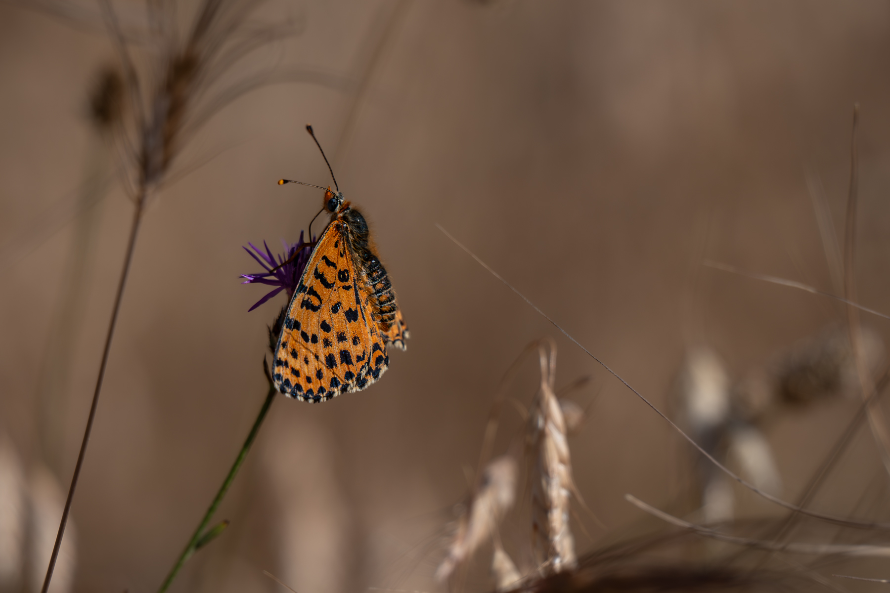 butterflies, insects, Sajkovski Dejan