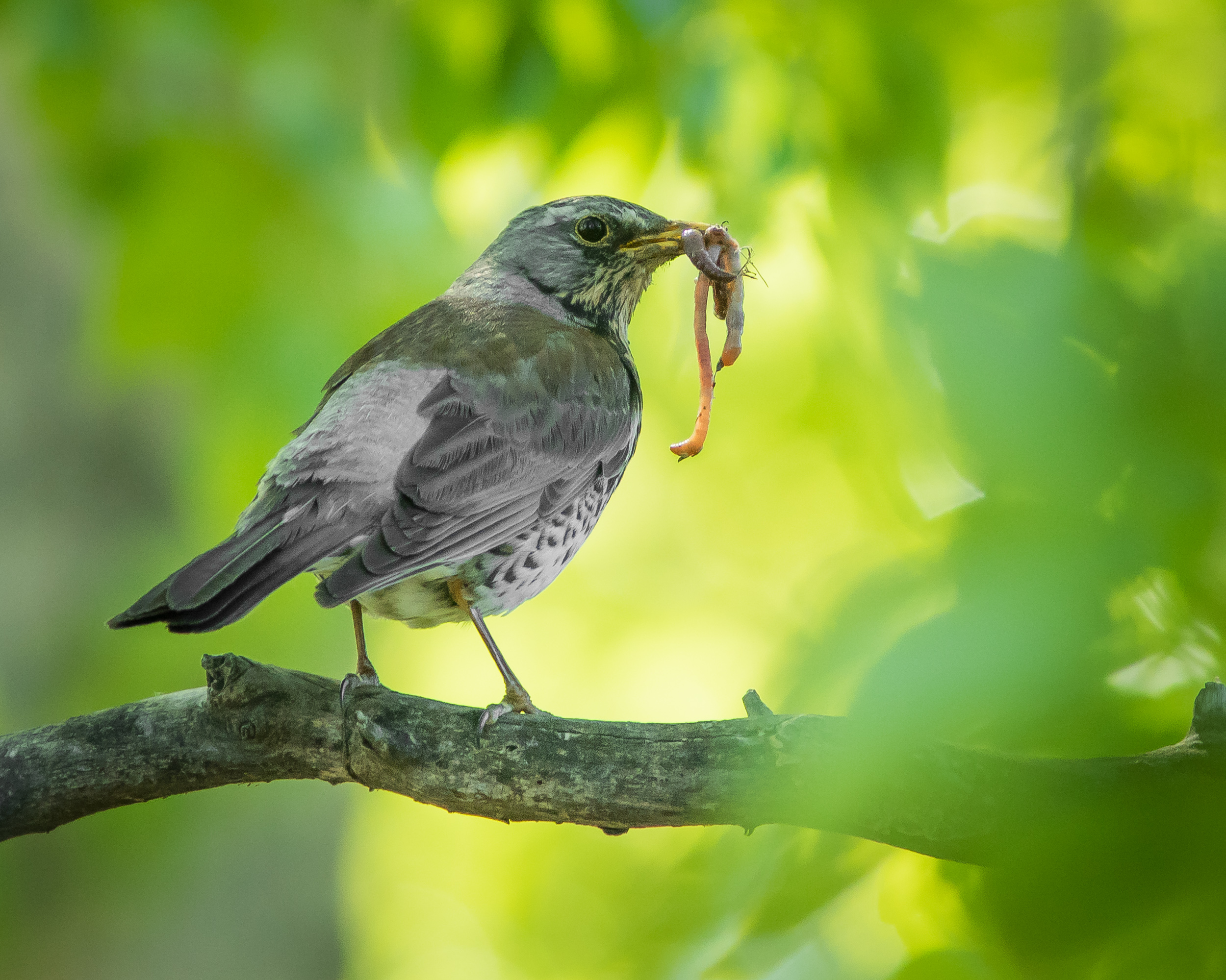 рябинник, Суслов Дмитрий