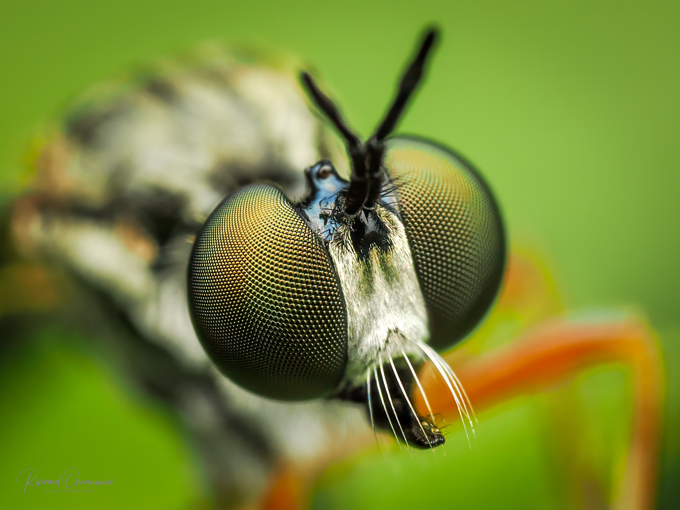 Choreades sp., Ryszard Orzechowicz