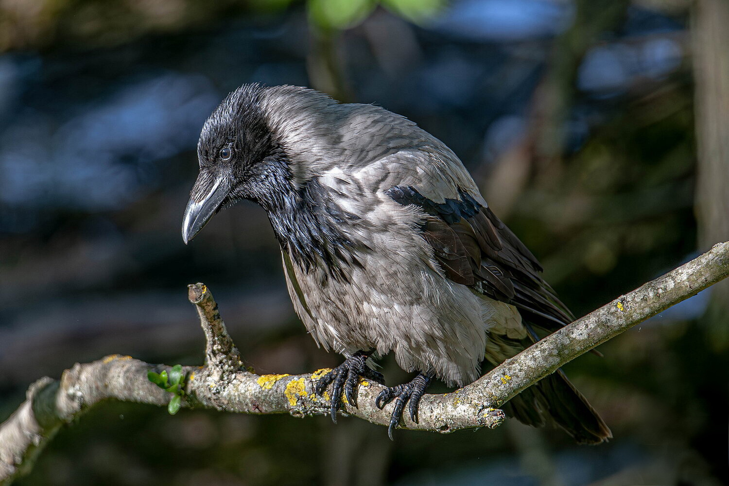, Волынский Виктор