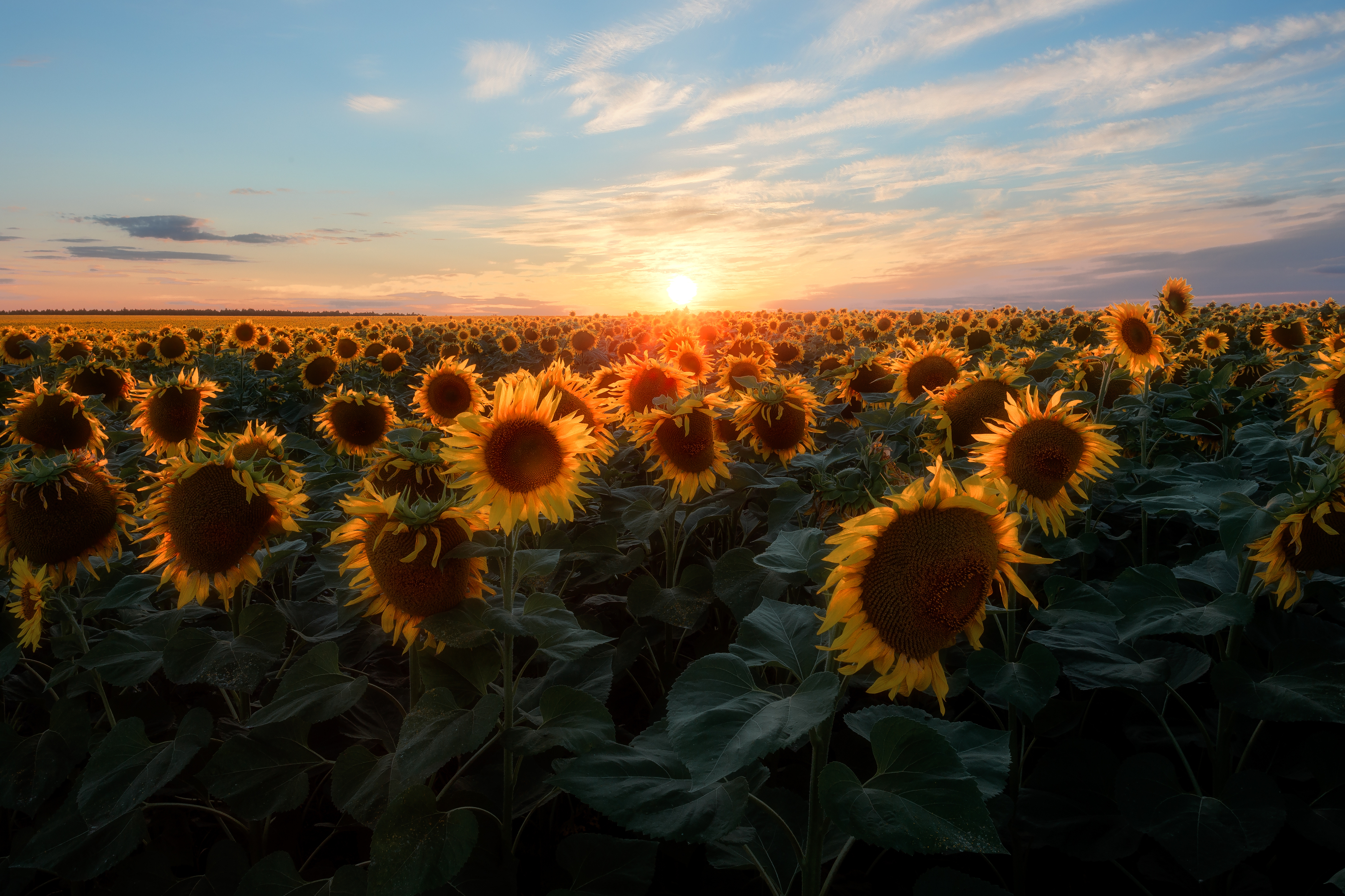 подсолнухи, закат, природа, пейзаж, пастораль, Тульская область, Мартыненко Дмитрий