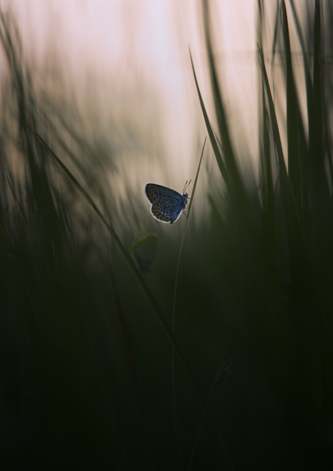 лес, свет, вечер, природа, бабочка, Баранов Олег