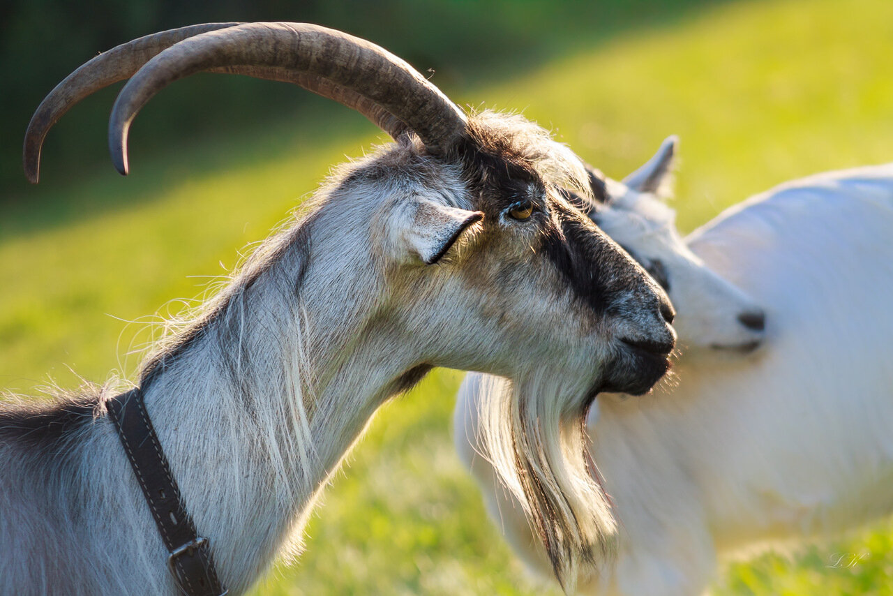 коза, крупный план, домашние, животные,природа, лето,рога,, Лидия Киприч