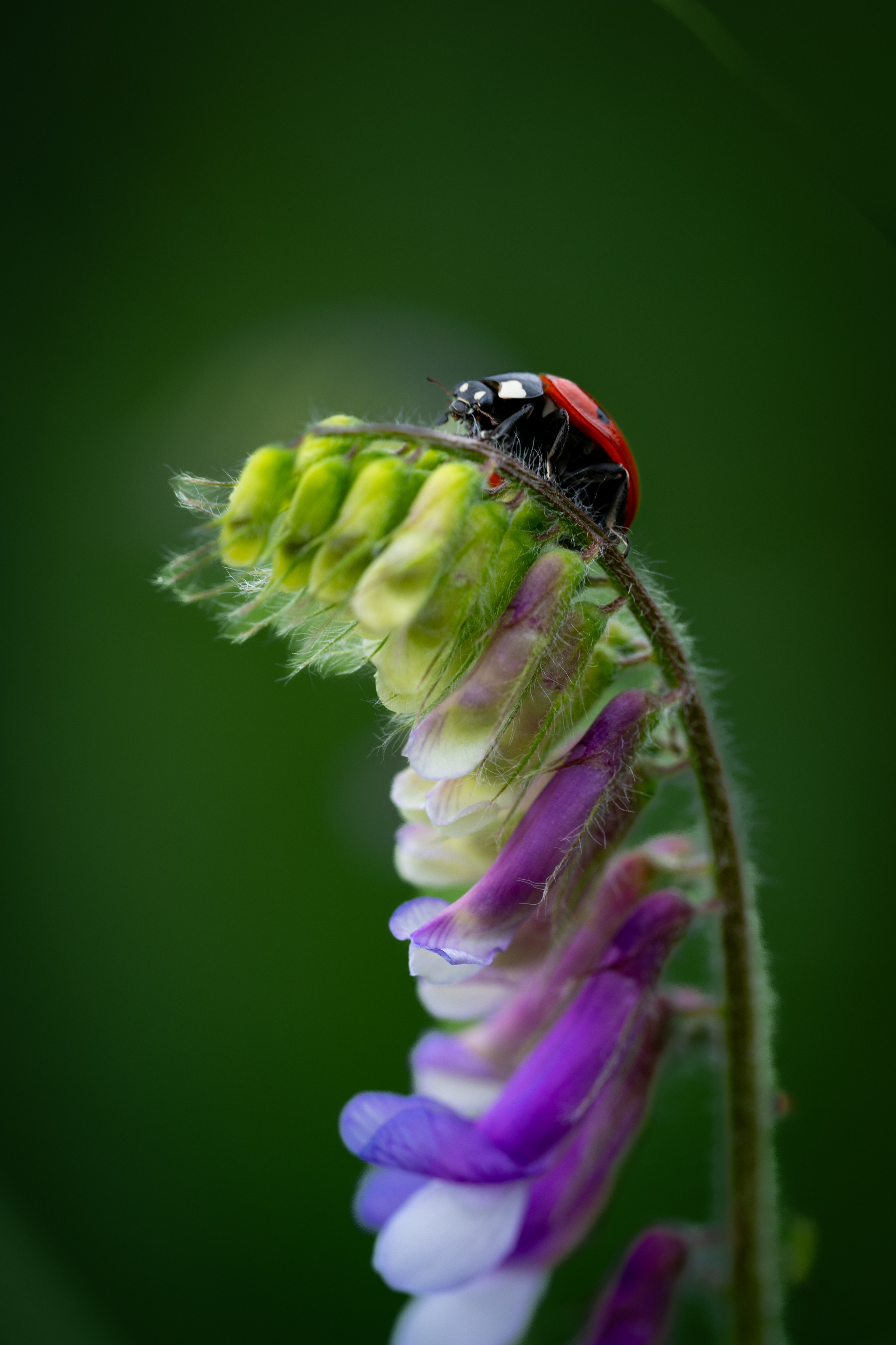 , Referee Дмитрий