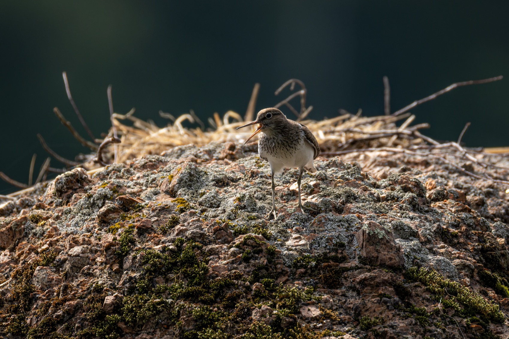 перевозчик, кулик, птицы, Руслан Pl