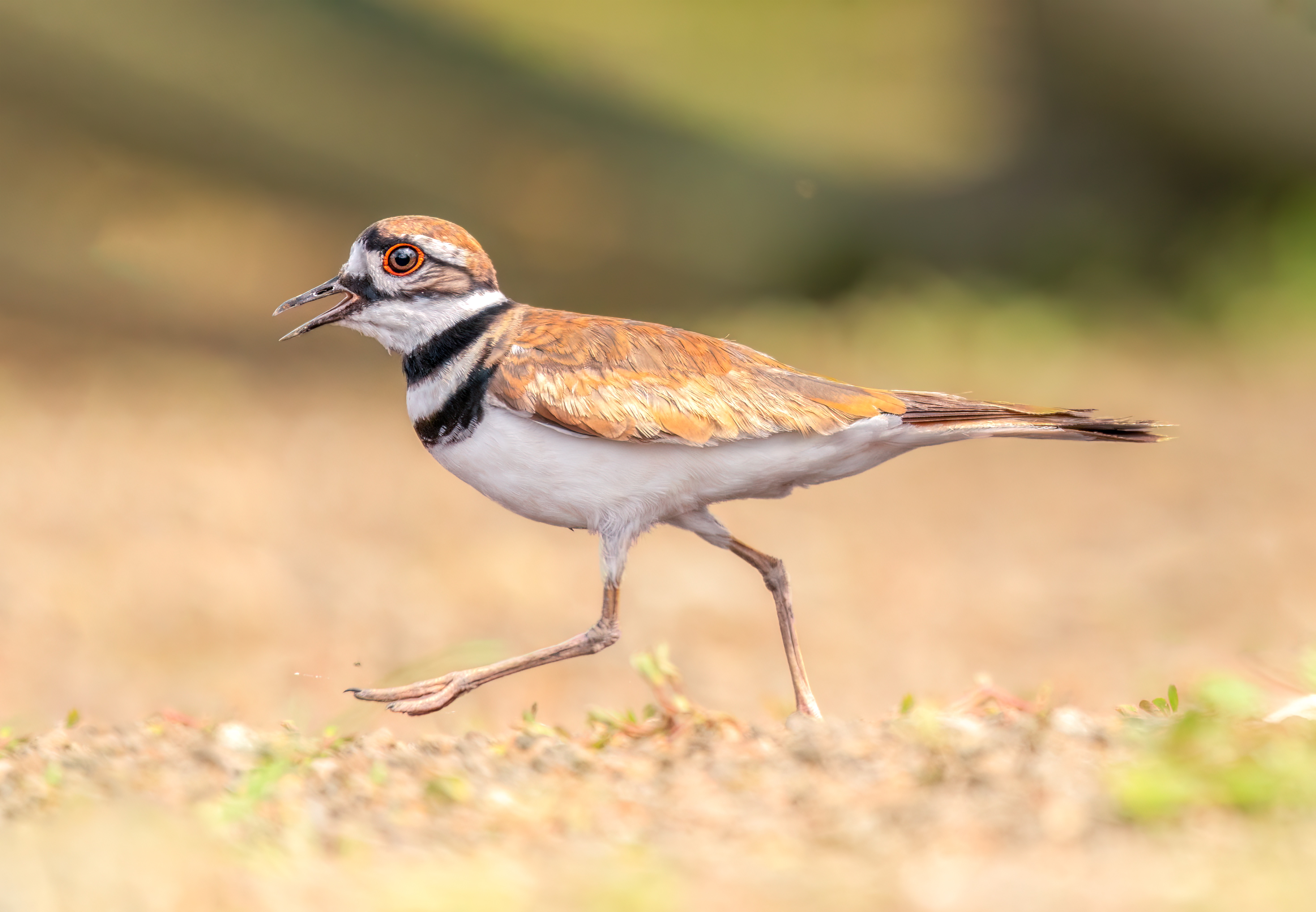 , Maikel Valle Clara