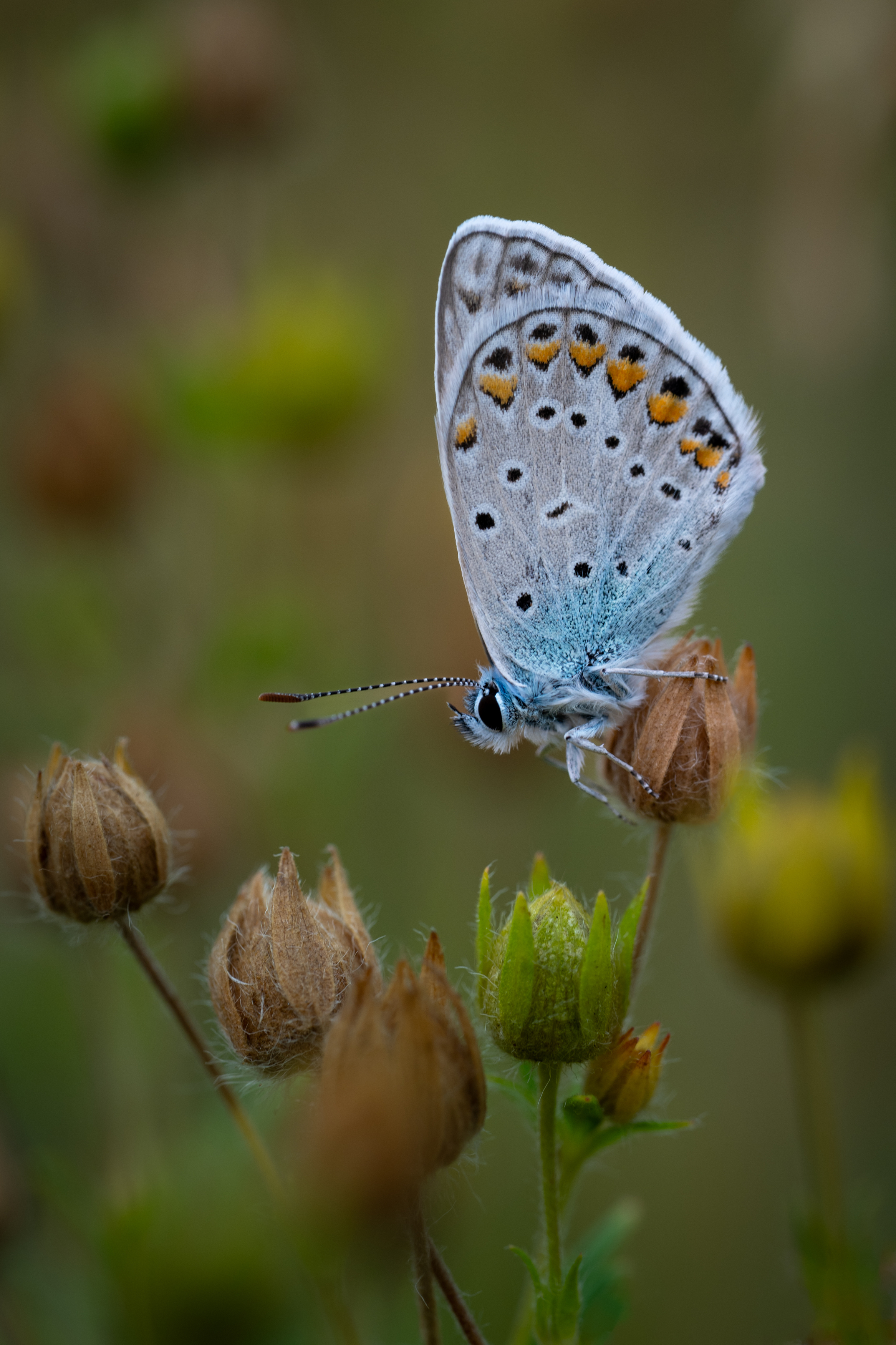 , Referee Дмитрий