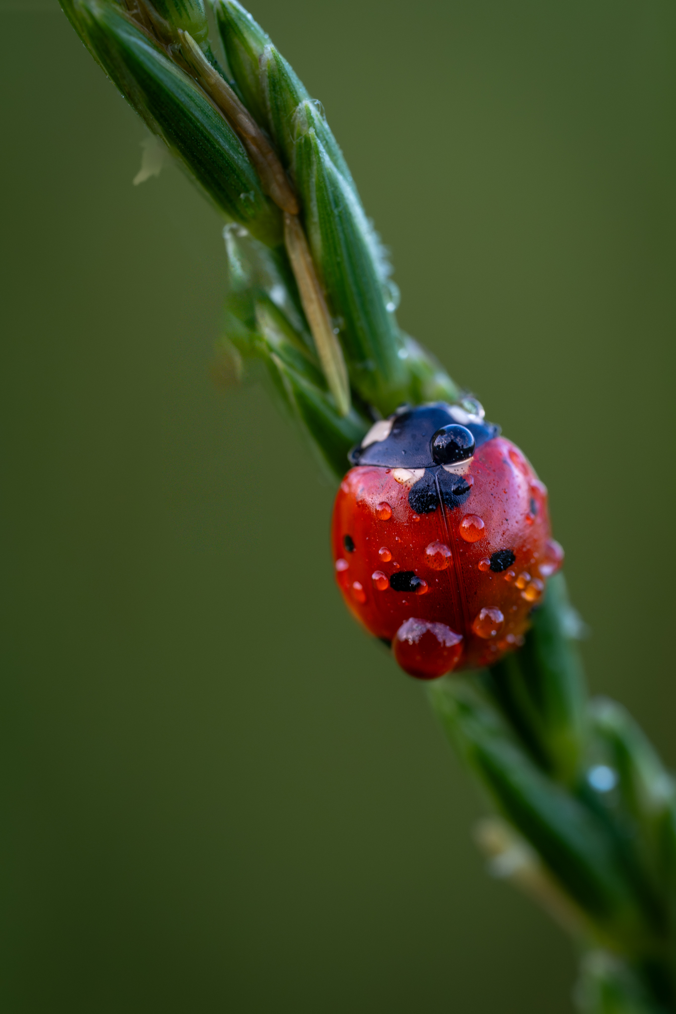 , Referee Дмитрий