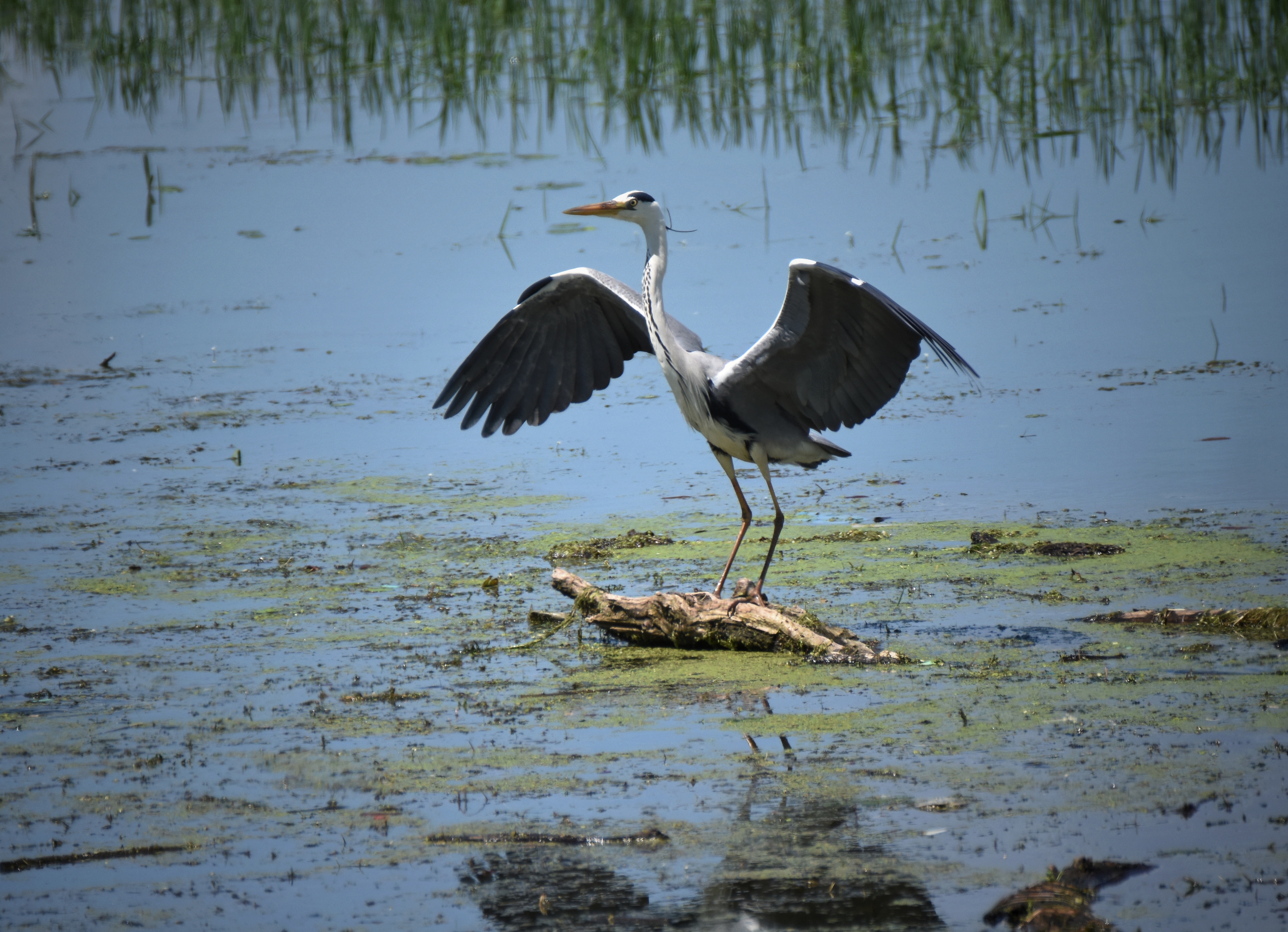 , Герчев Николай