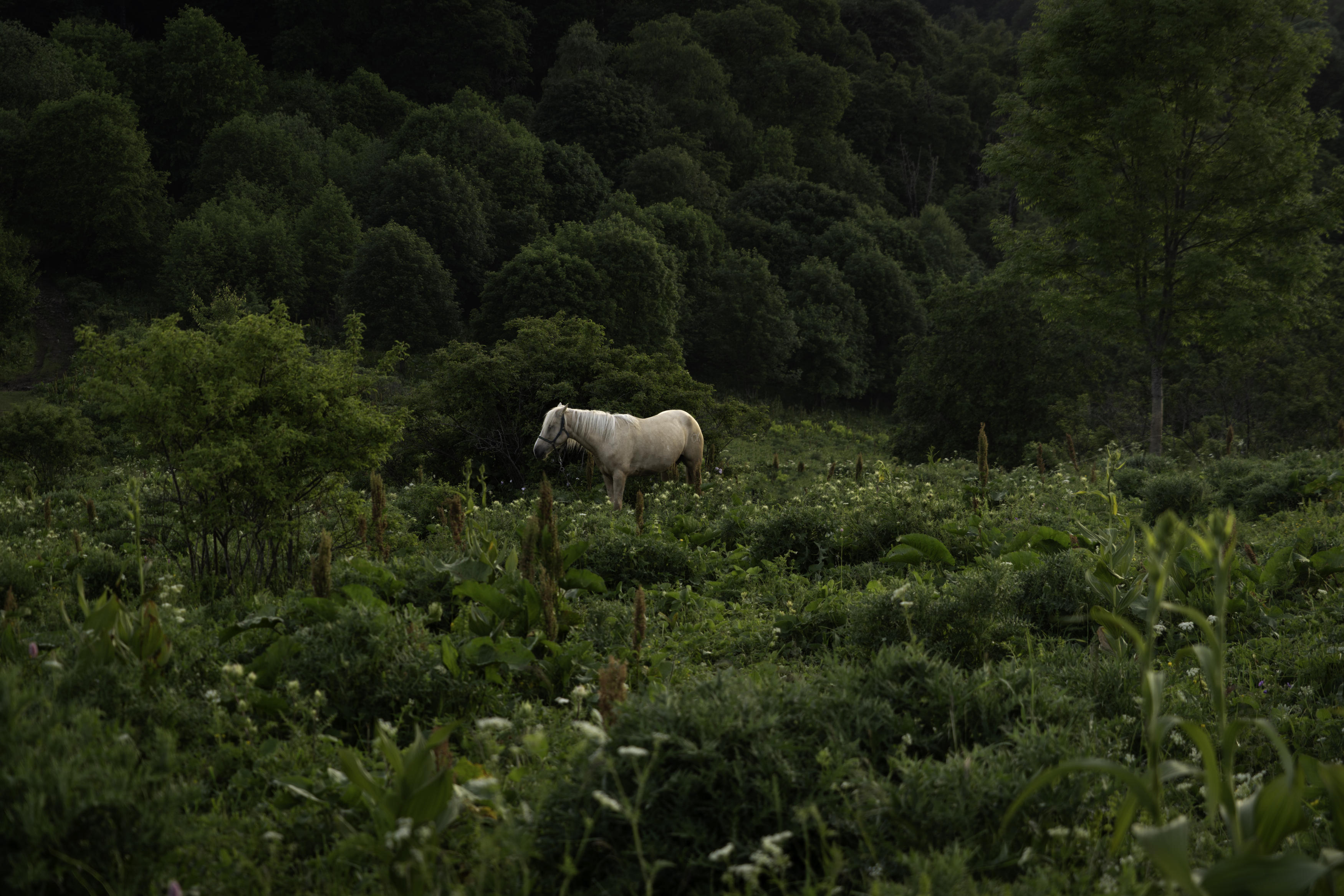 Россия, Краснодарский край, Мостовской район, Бароновы поляны, лошадь, , Гаврилов Юрий