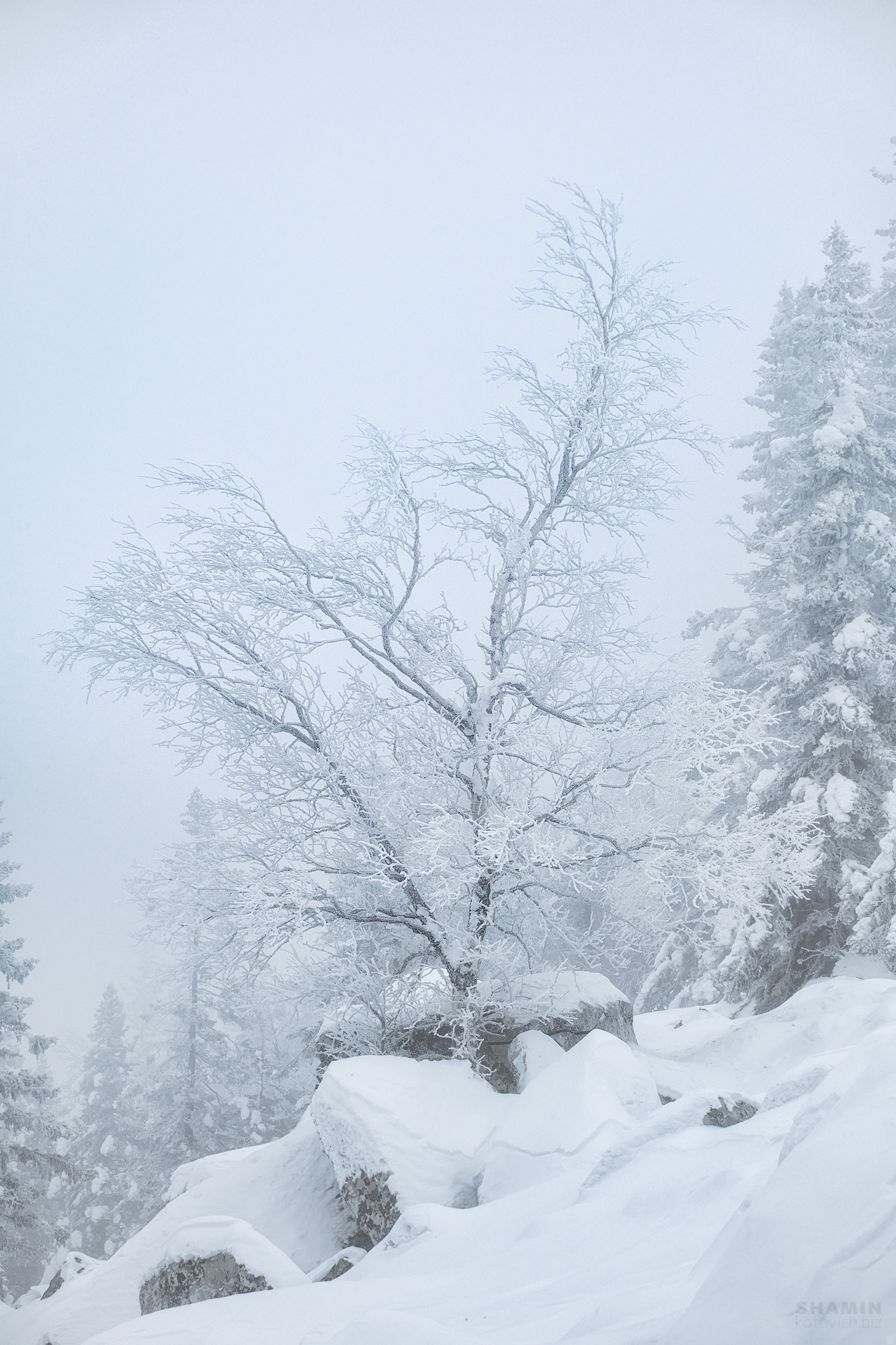 , Константин Шамин