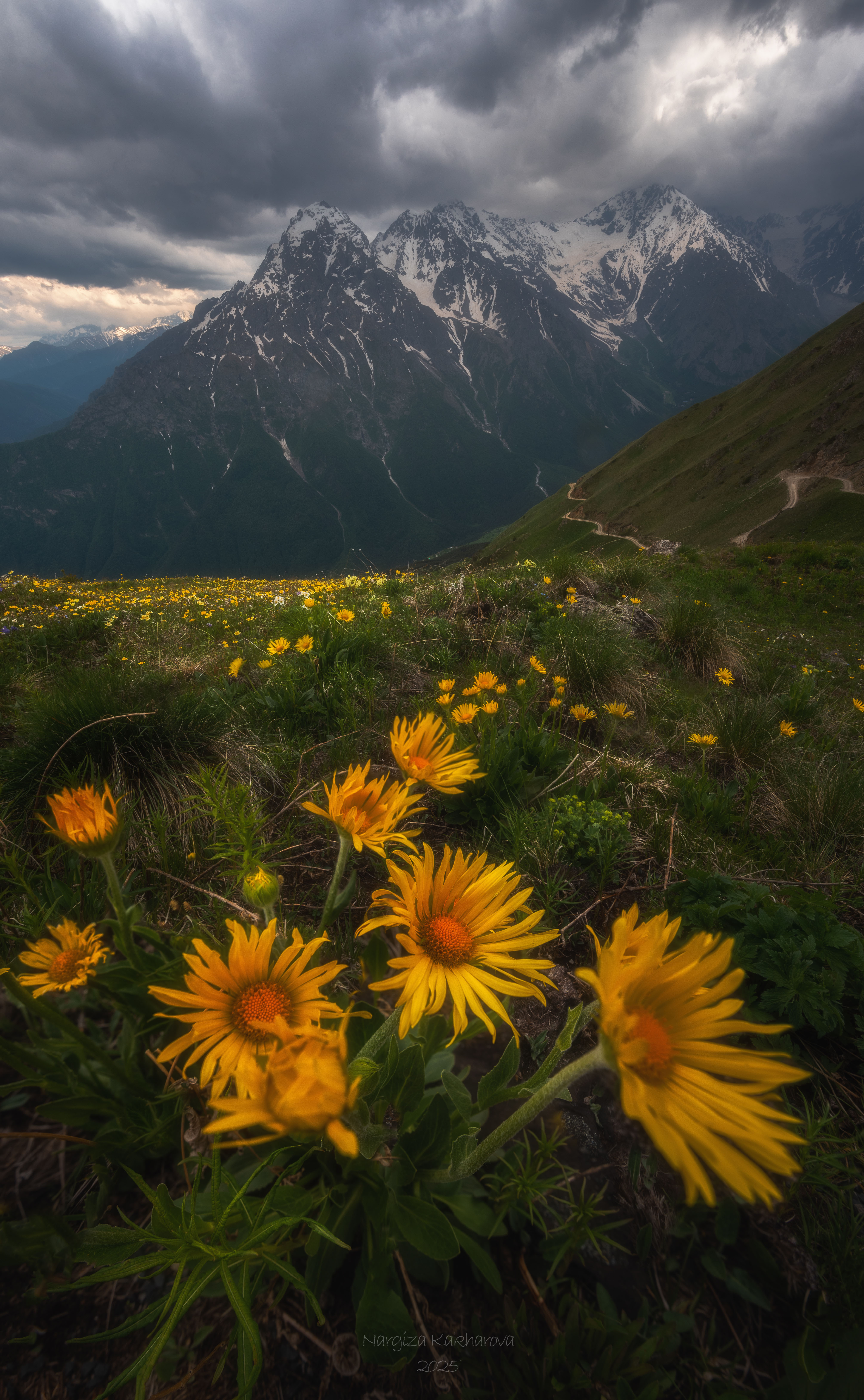 горы, цветы, облака, цей, северная осетия, Nargiza Kakharova
