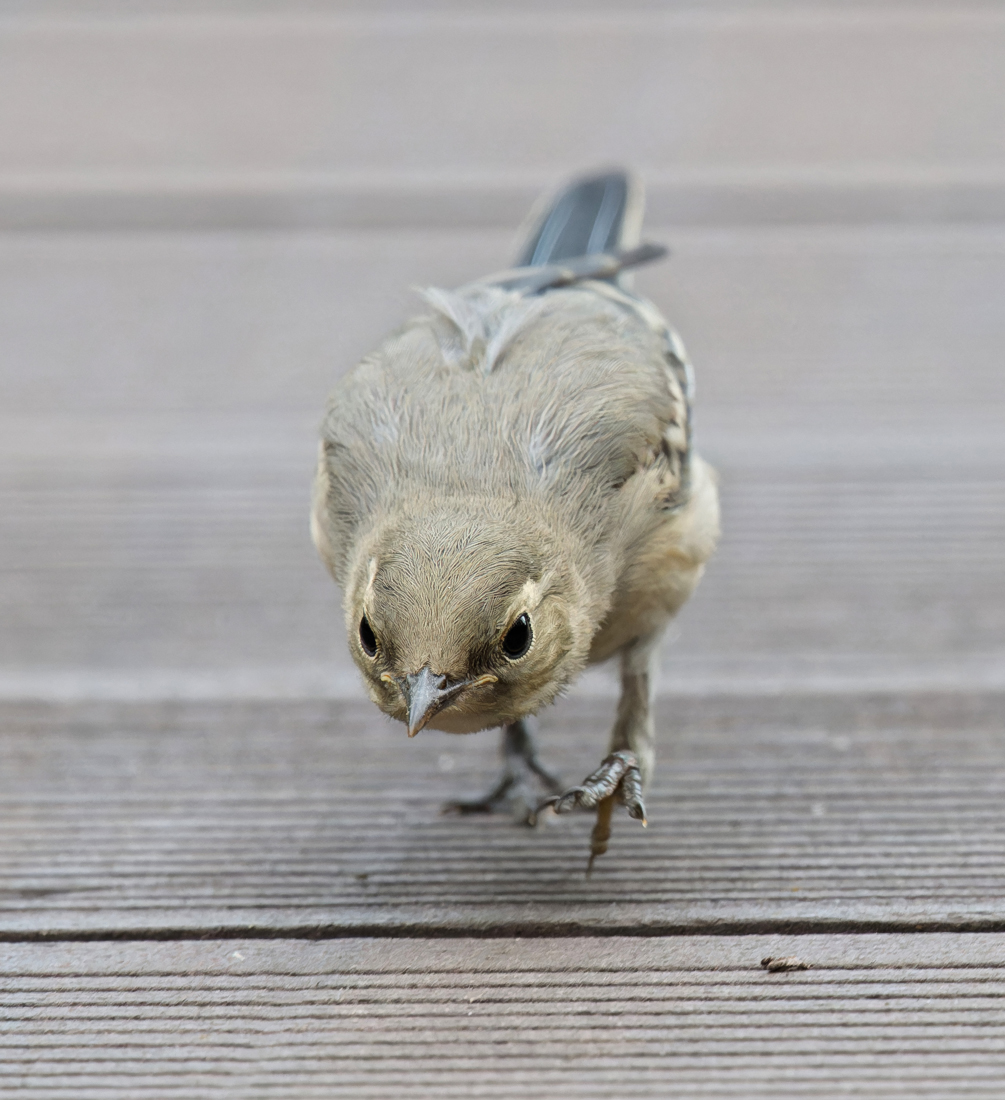 птицы, трясогузка, Михаил