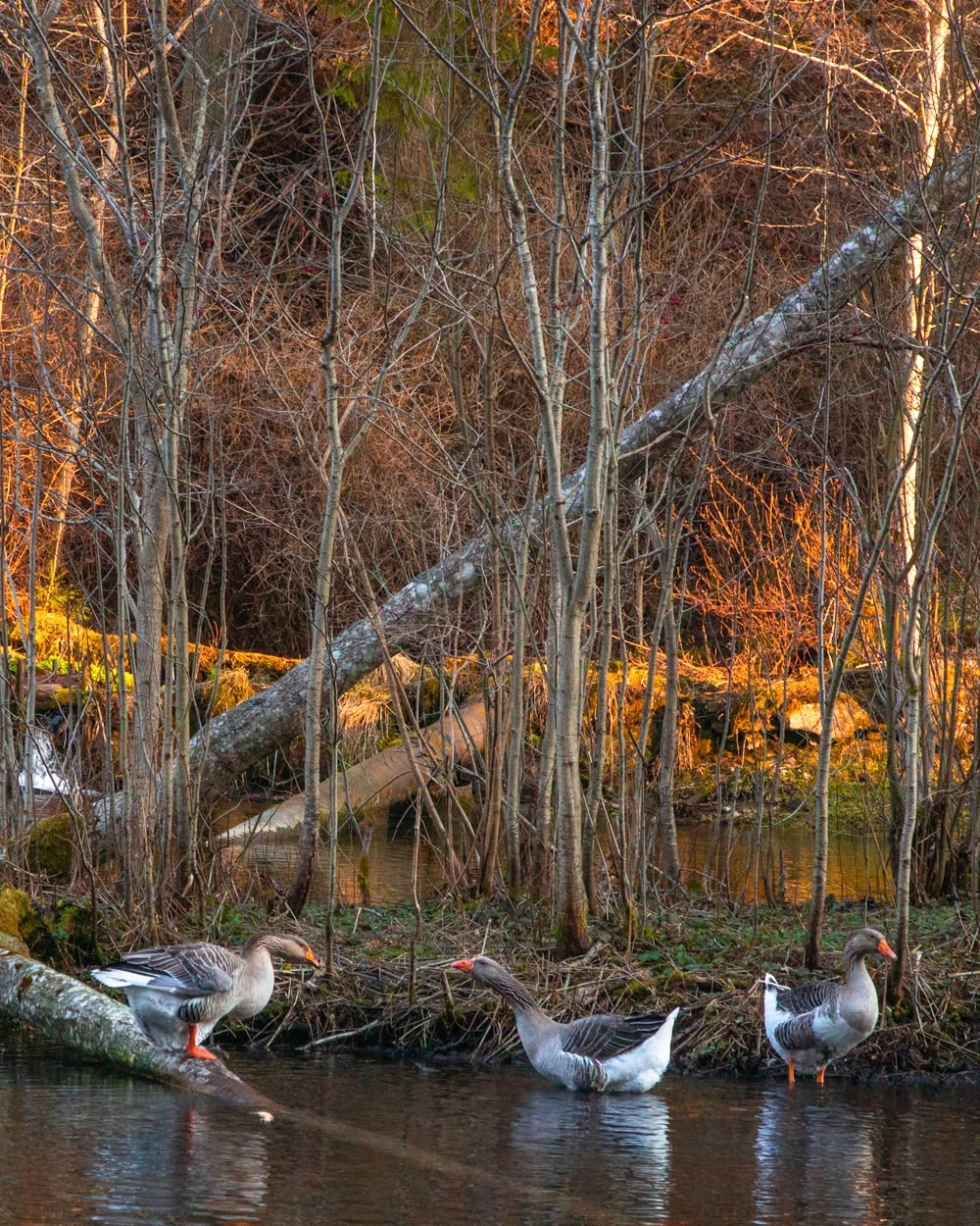 , Петр Косых